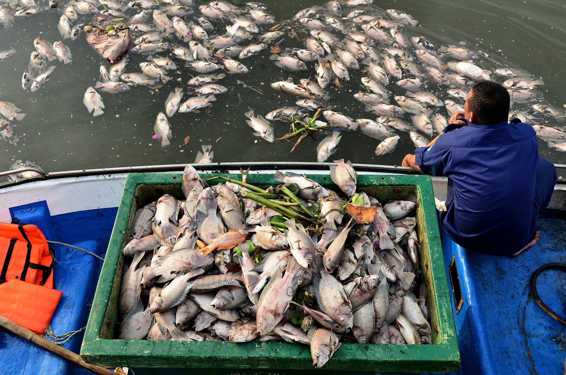 Vot hang chuc tan ca chet tren kenh Nhieu Loc hinh anh