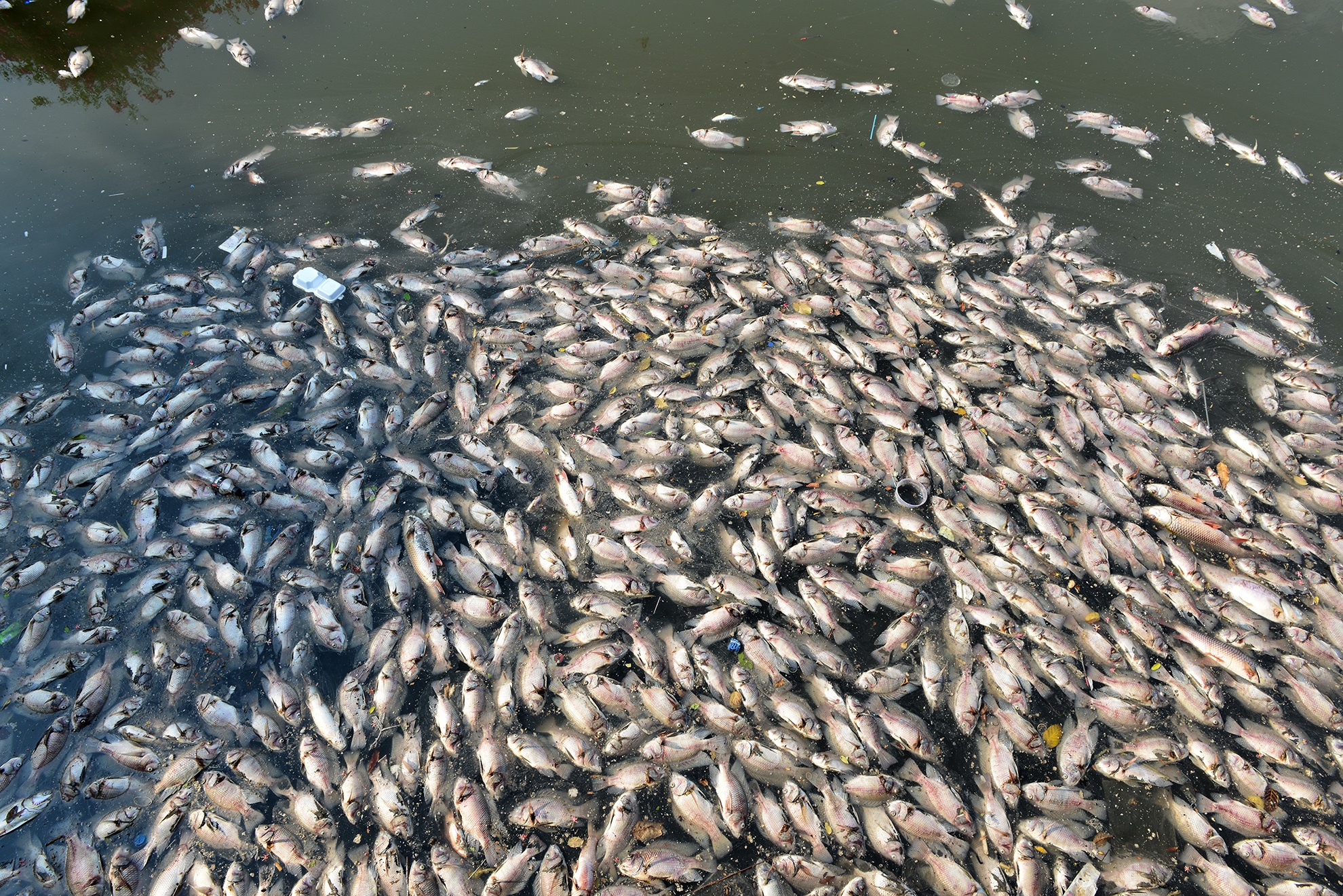 ca chet tren kenh Nhieu Loc anh 2