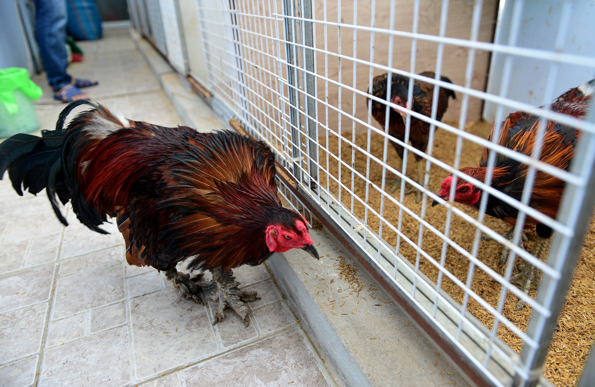 Trang trai ga vay rong o Sai Gon anh 12