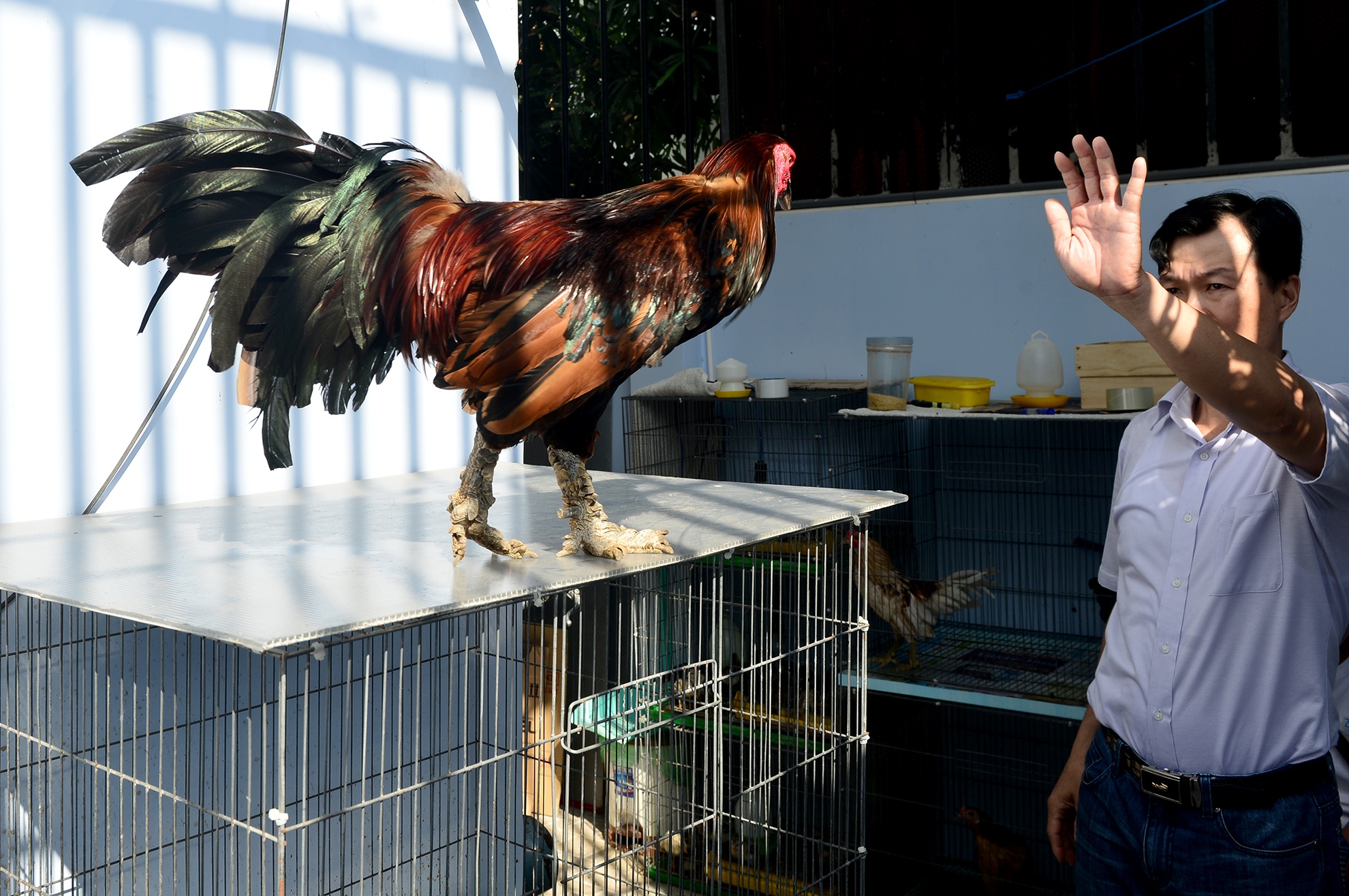 Trang trai ga vay rong o Sai Gon anh 13