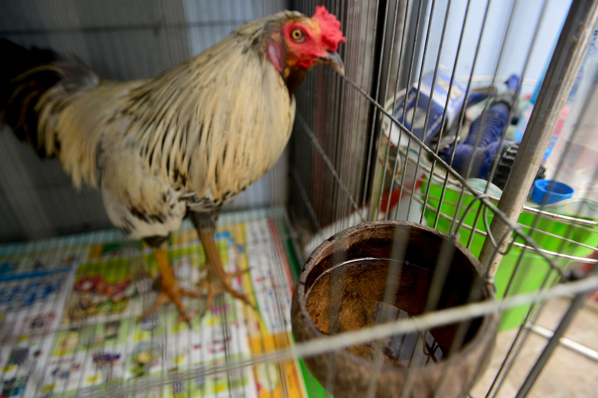 Trang trai ga vay rong o Sai Gon anh 14