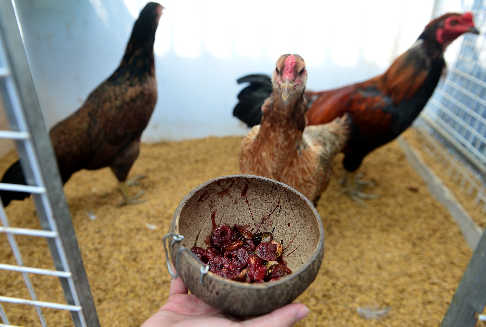 Trang trai ga vay rong o Sai Gon anh 15