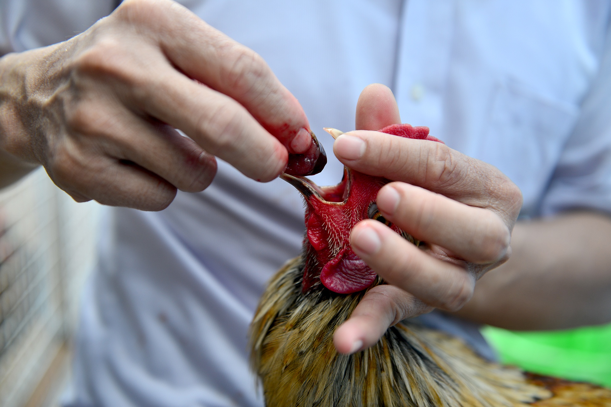 Trang trai ga vay rong o Sai Gon anh 17