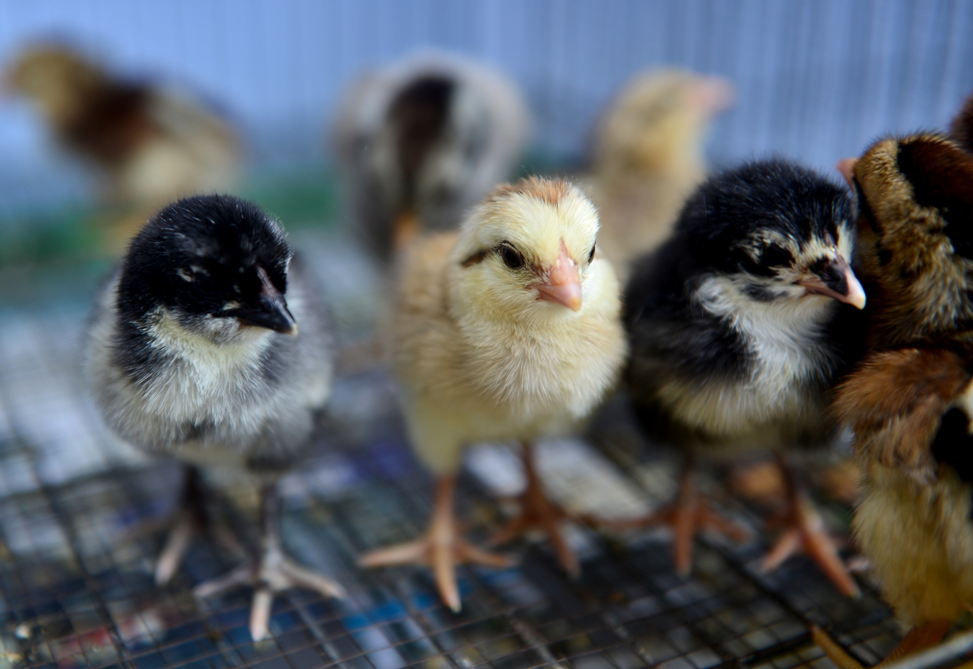 Trang trai ga vay rong o Sai Gon anh 11