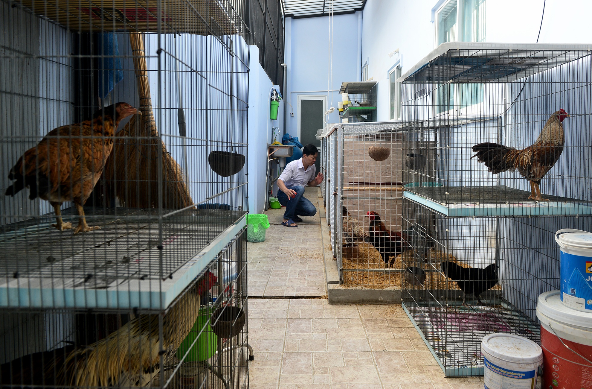 Trang trai ga vay rong o Sai Gon anh 1