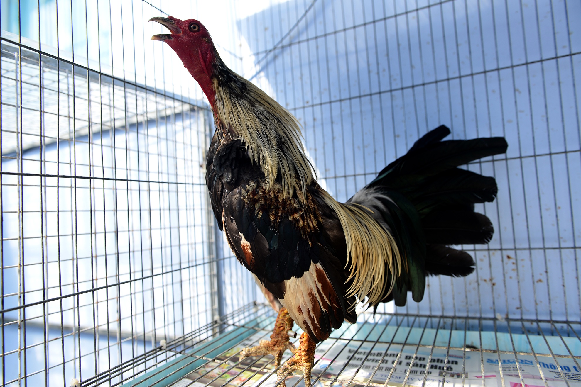 Trang trai ga vay rong o Sai Gon anh 2