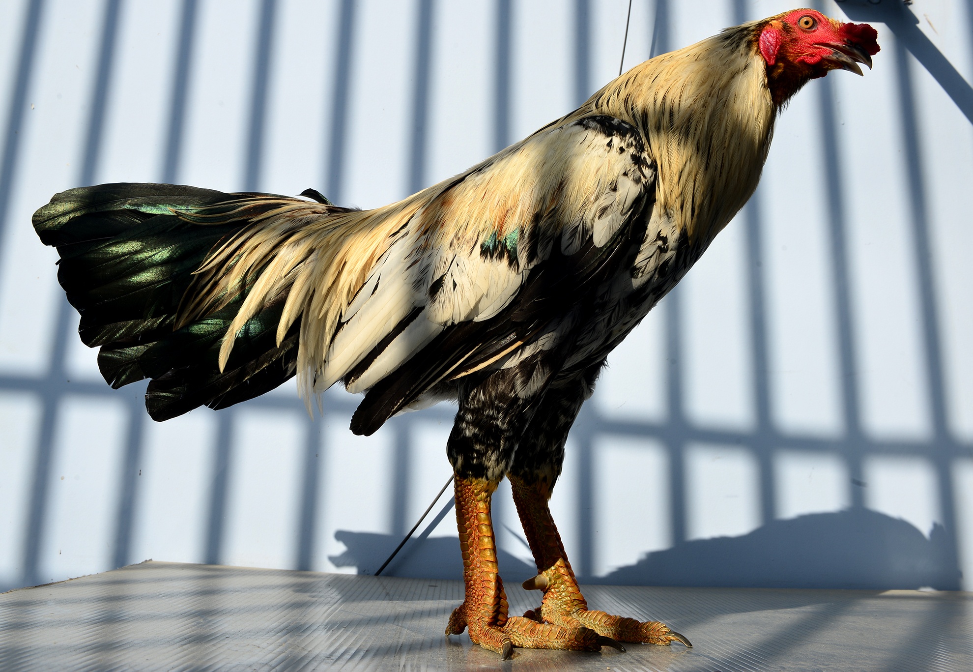 Trang trai ga vay rong o Sai Gon anh 3