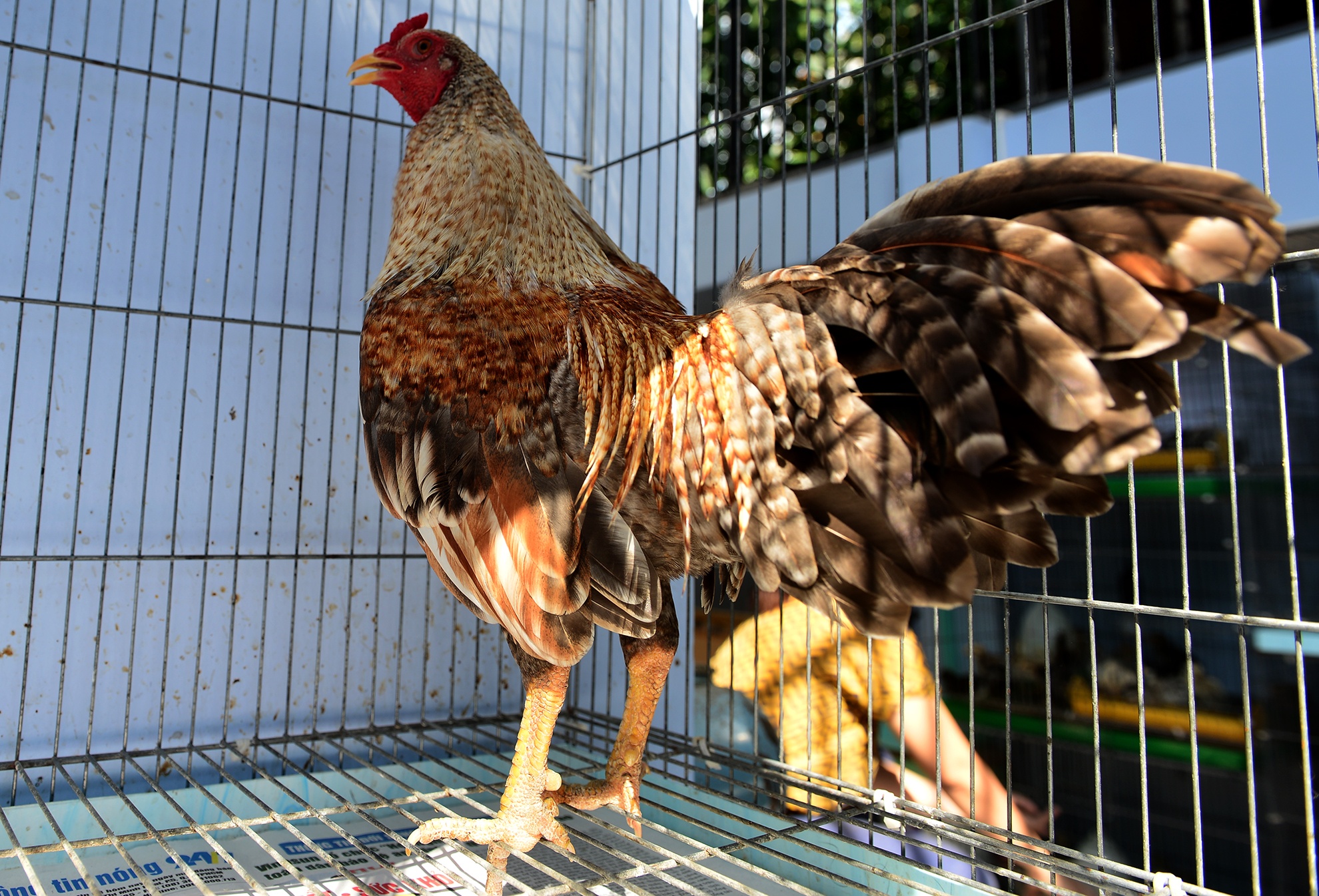 Trang trai ga vay rong o Sai Gon anh 4