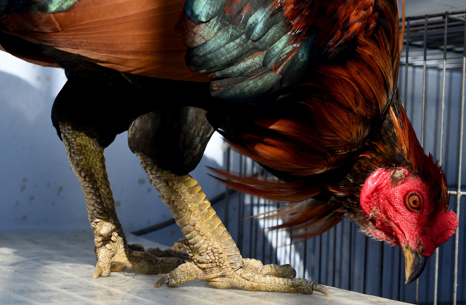 Trang trai ga vay rong o Sai Gon anh 5