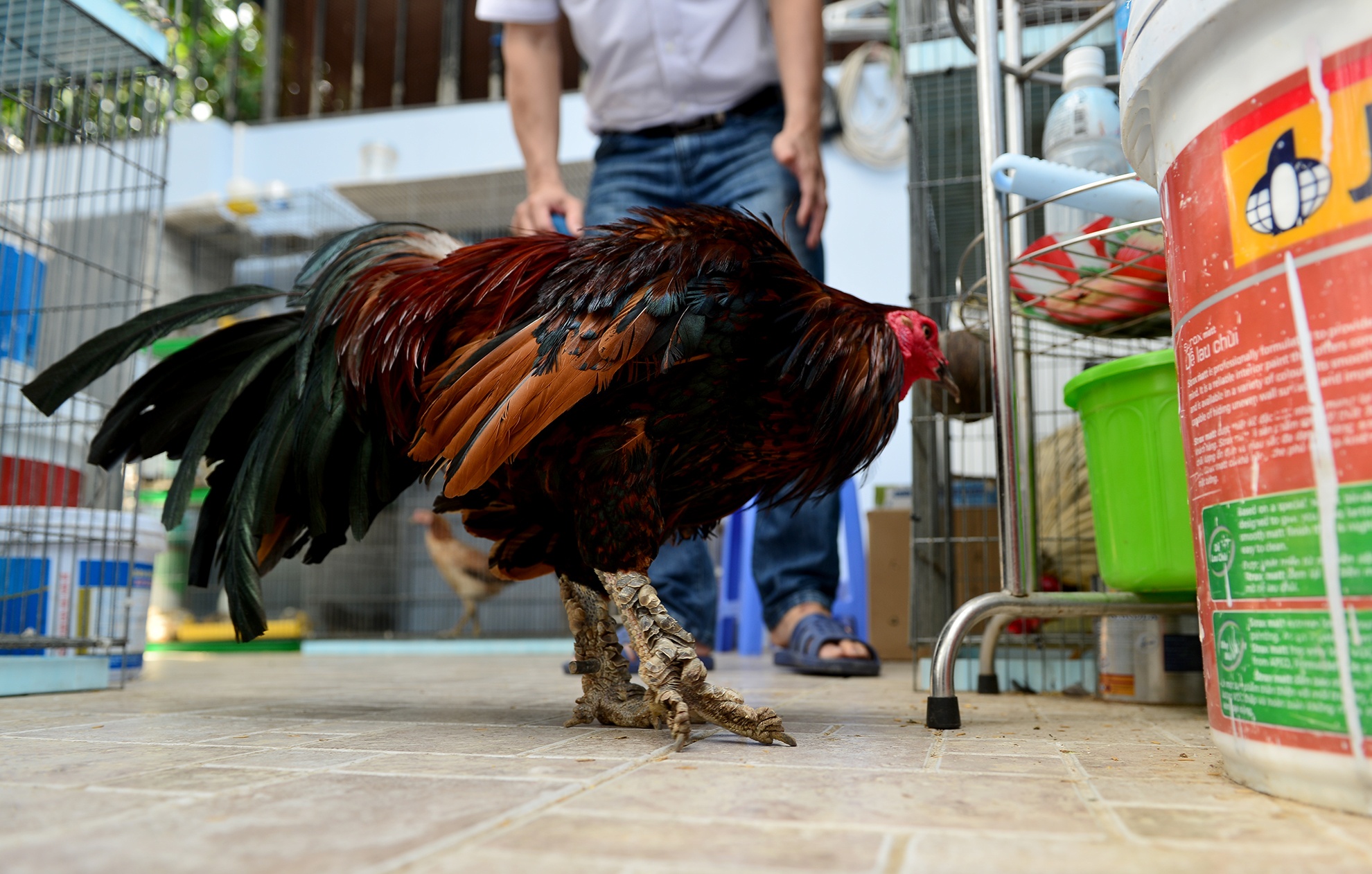 Trang trai ga vay rong o Sai Gon anh 6