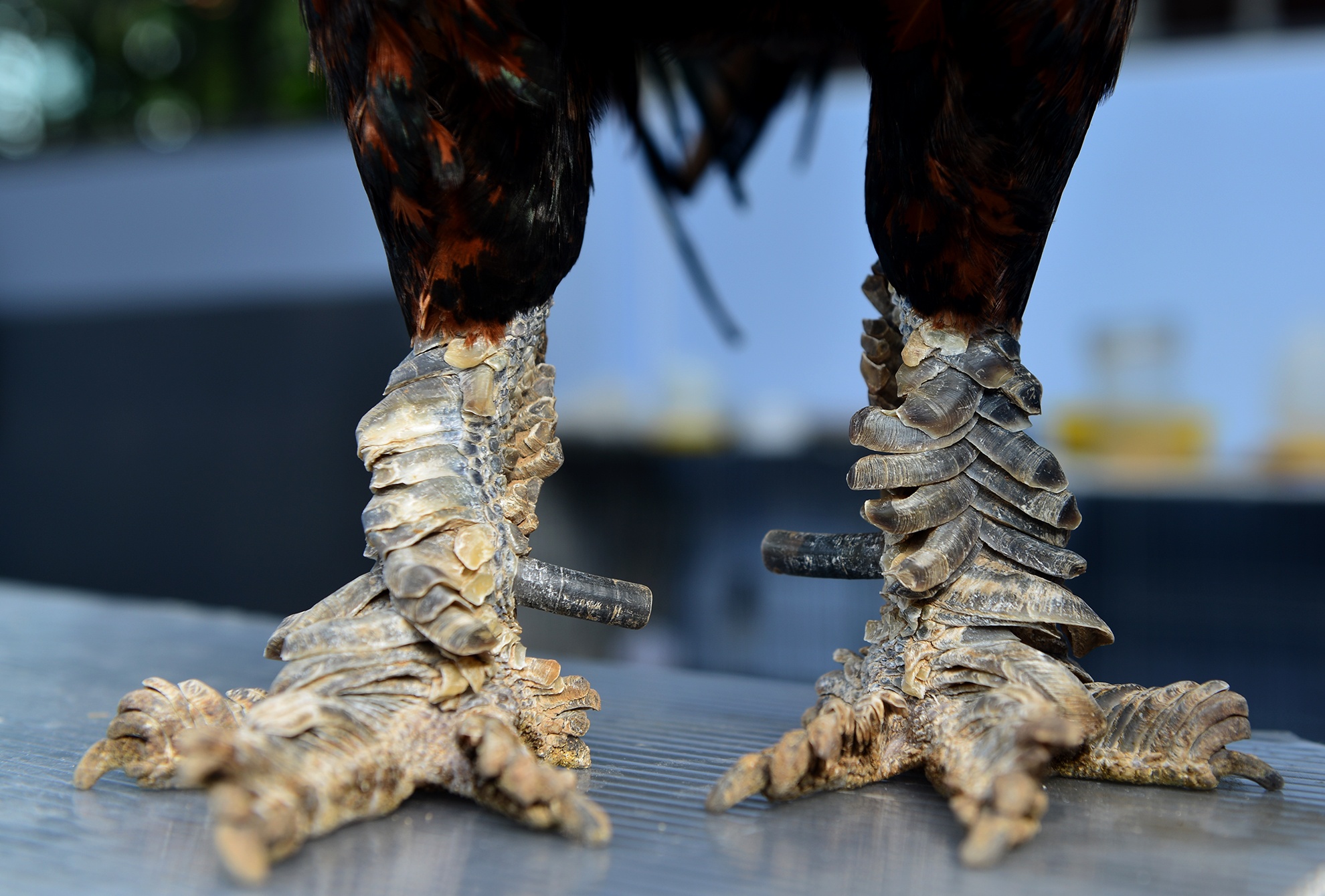 Trang trai ga vay rong o Sai Gon anh 7