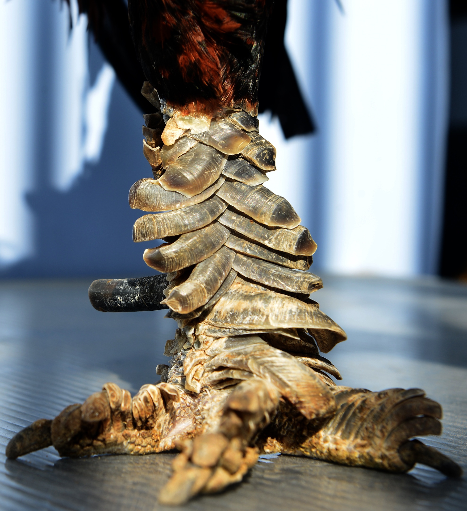 Trang trai ga vay rong o Sai Gon anh 9