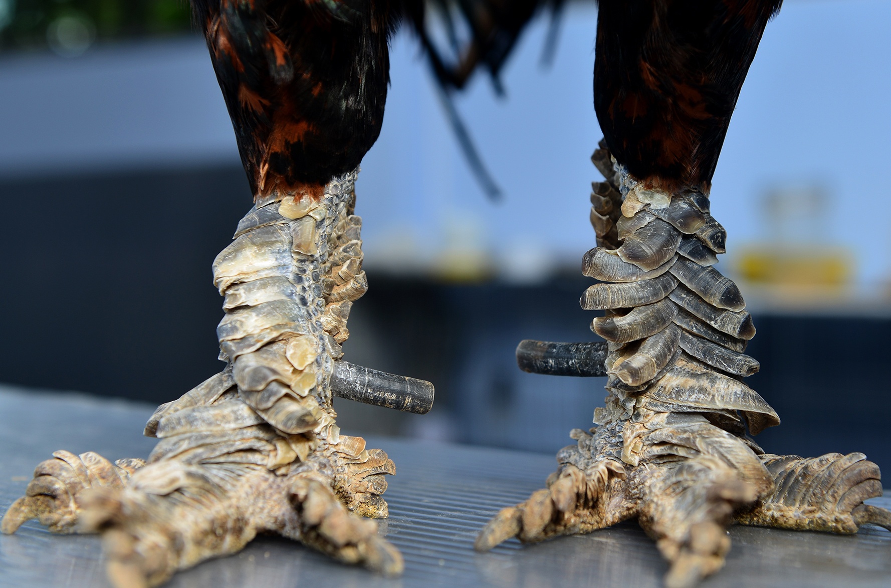 Trai ga vay rong doc dao o Sai Gon hinh anh