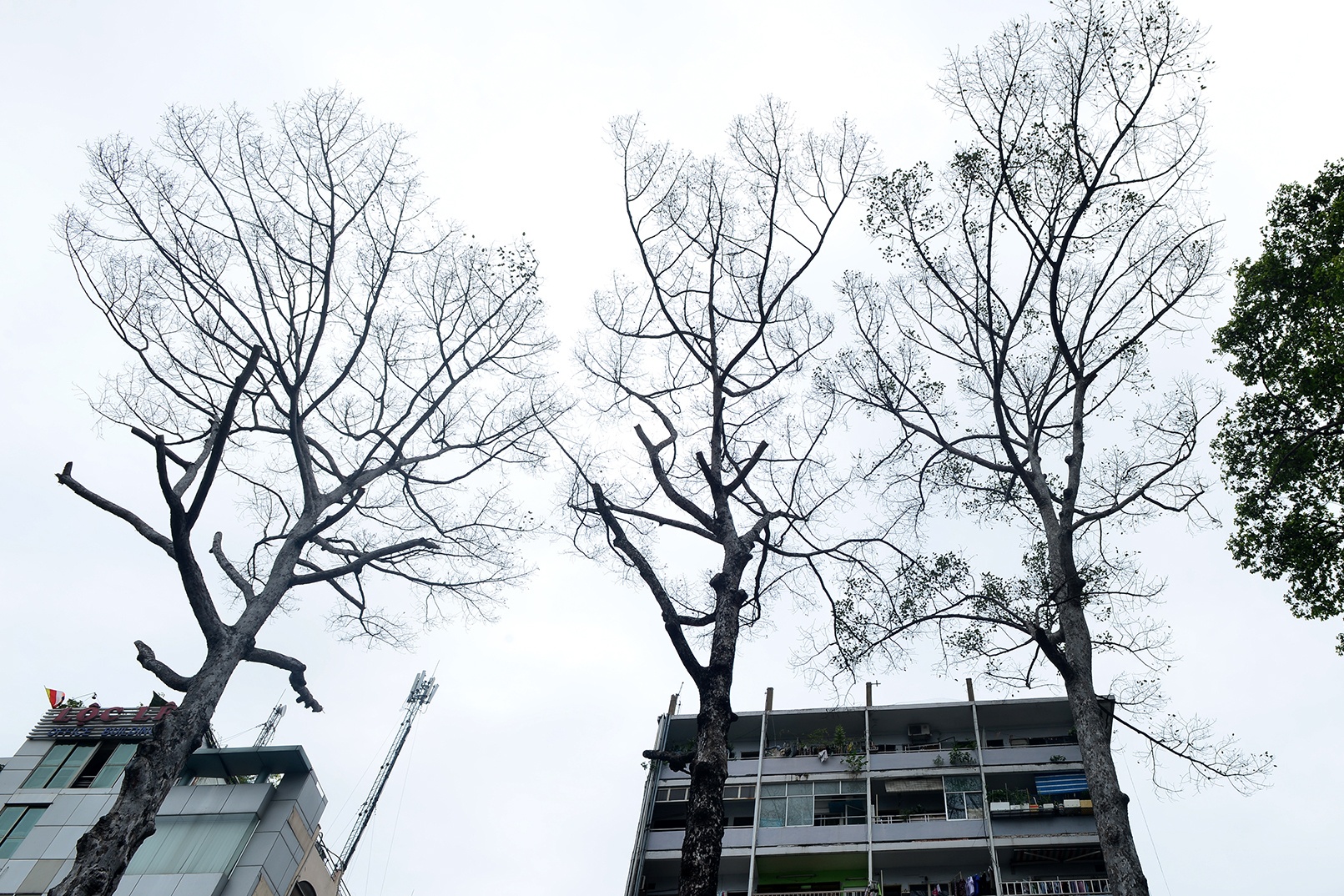 Them 3 cay dau gan 100 tuoi o Sai Gon chet bat thuong hinh anh