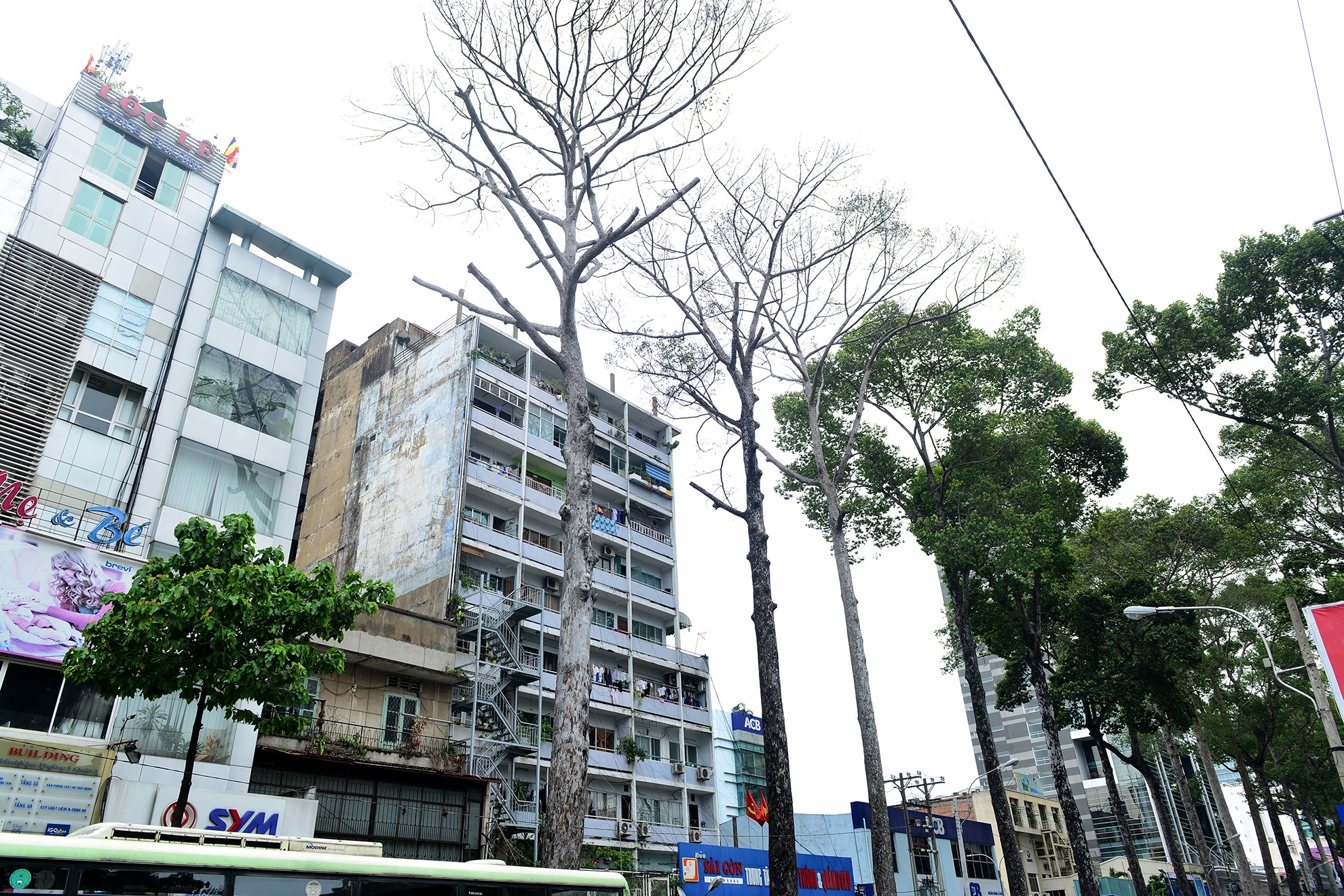 cay xanh chet bat thuong o Sai Gon anh 1