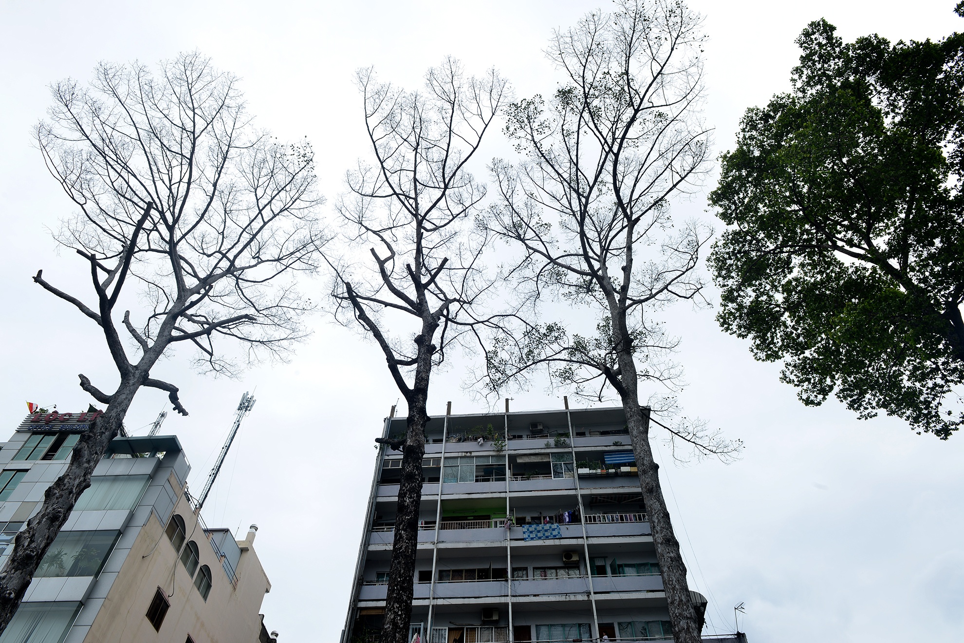 cay xanh chet bat thuong o Sai Gon anh 2