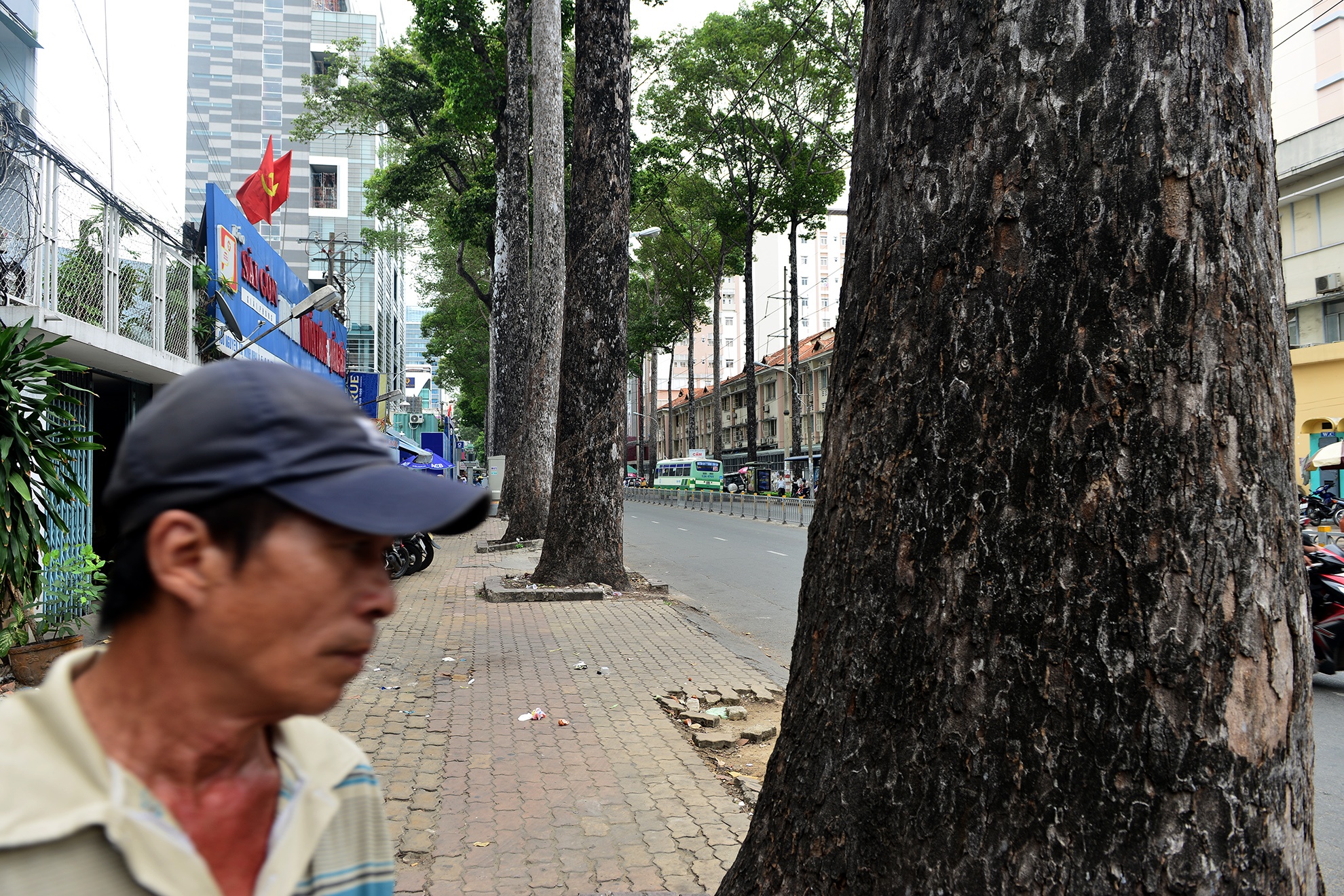 cay xanh chet bat thuong o Sai Gon anh 3