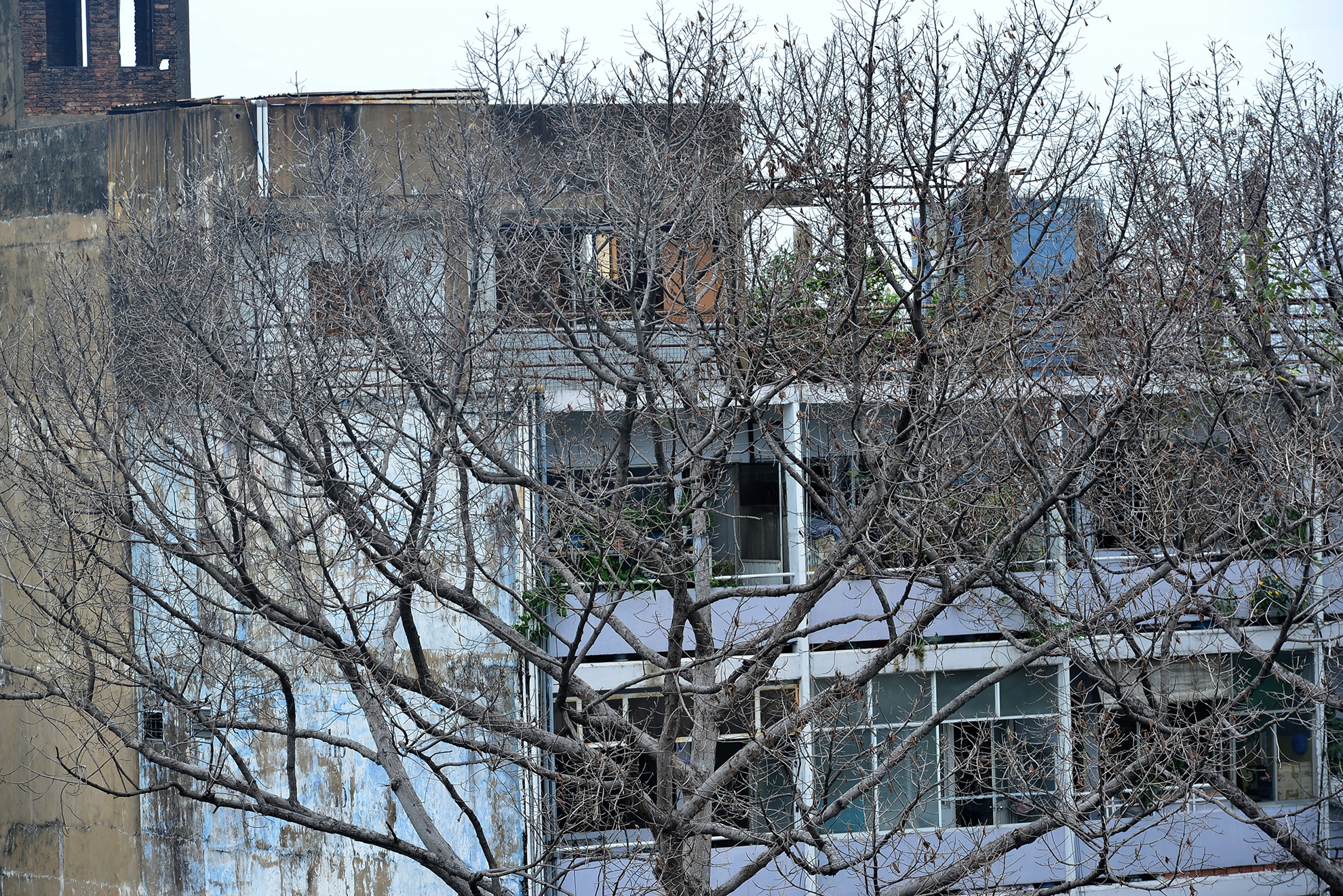 cay xanh chet bat thuong o Sai Gon anh 4