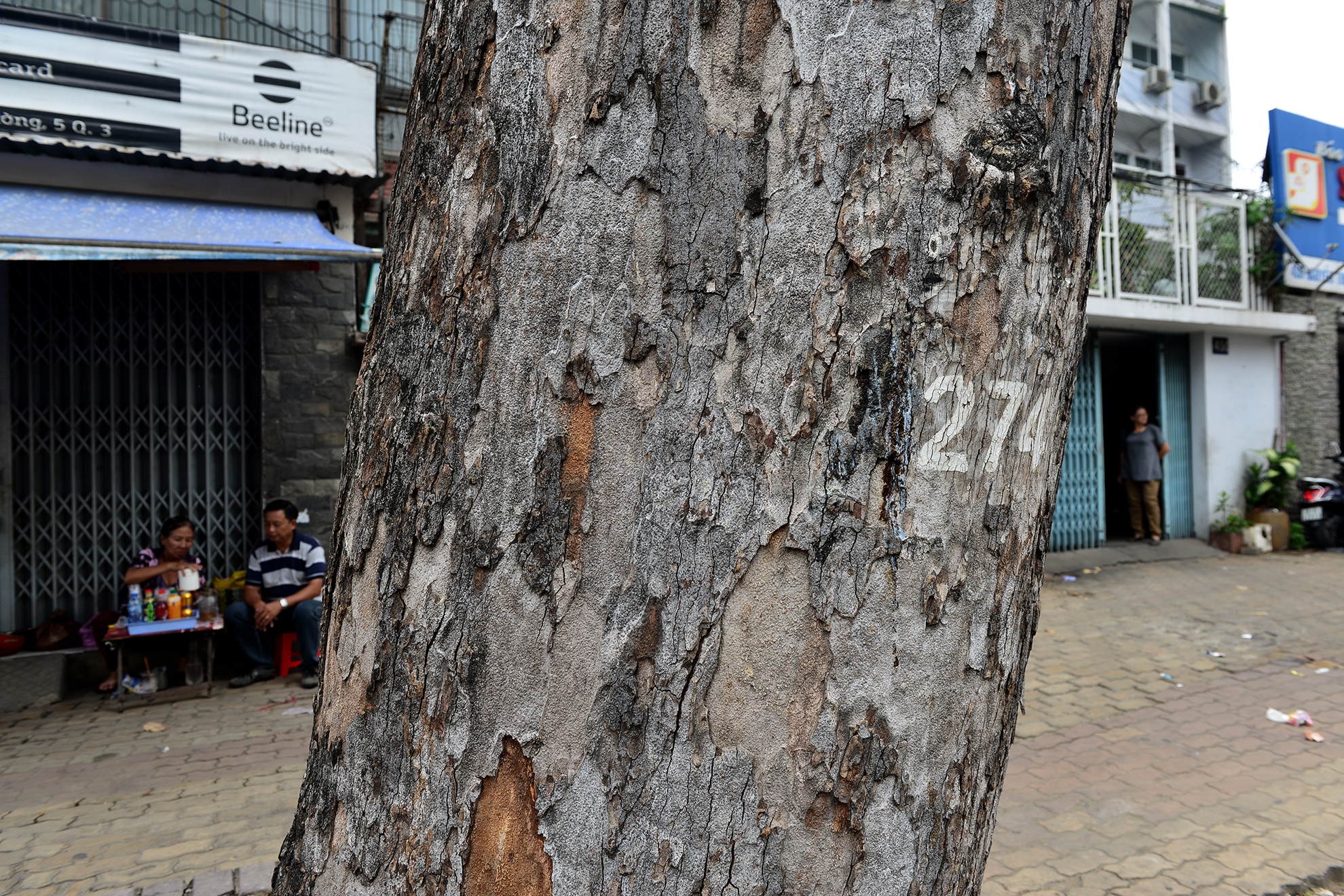 cay xanh chet bat thuong o Sai Gon anh 5