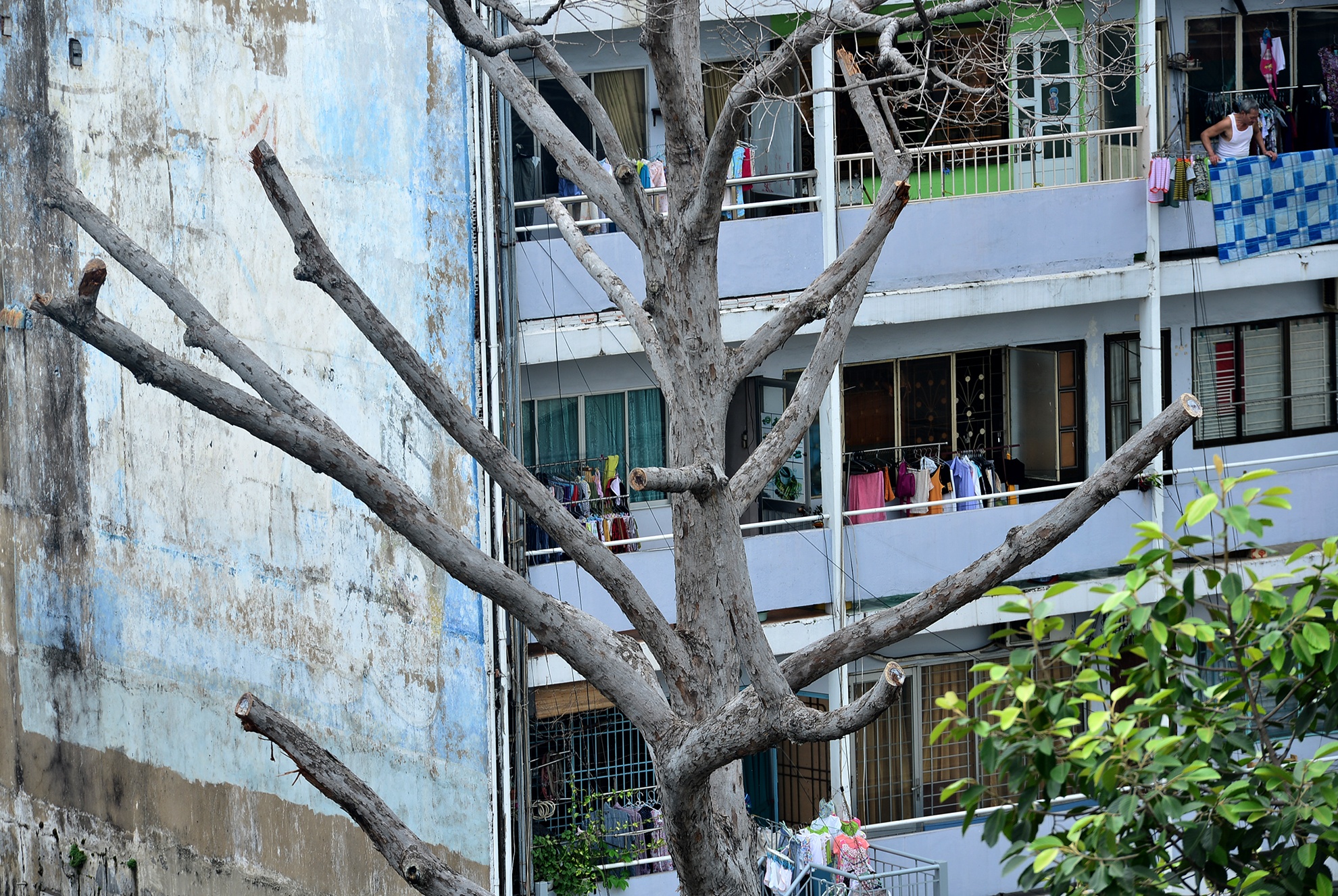 cay xanh chet bat thuong o Sai Gon anh 6