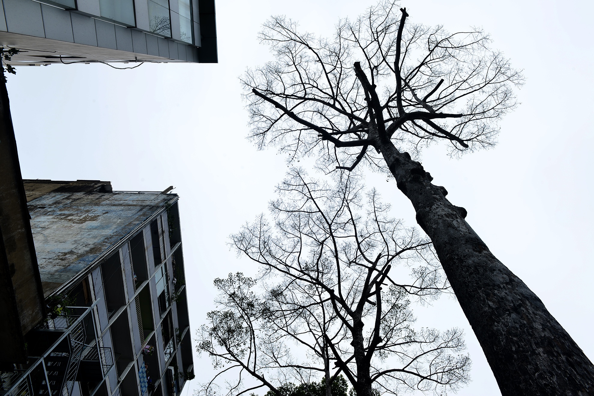 cay xanh chet bat thuong o Sai Gon anh 7