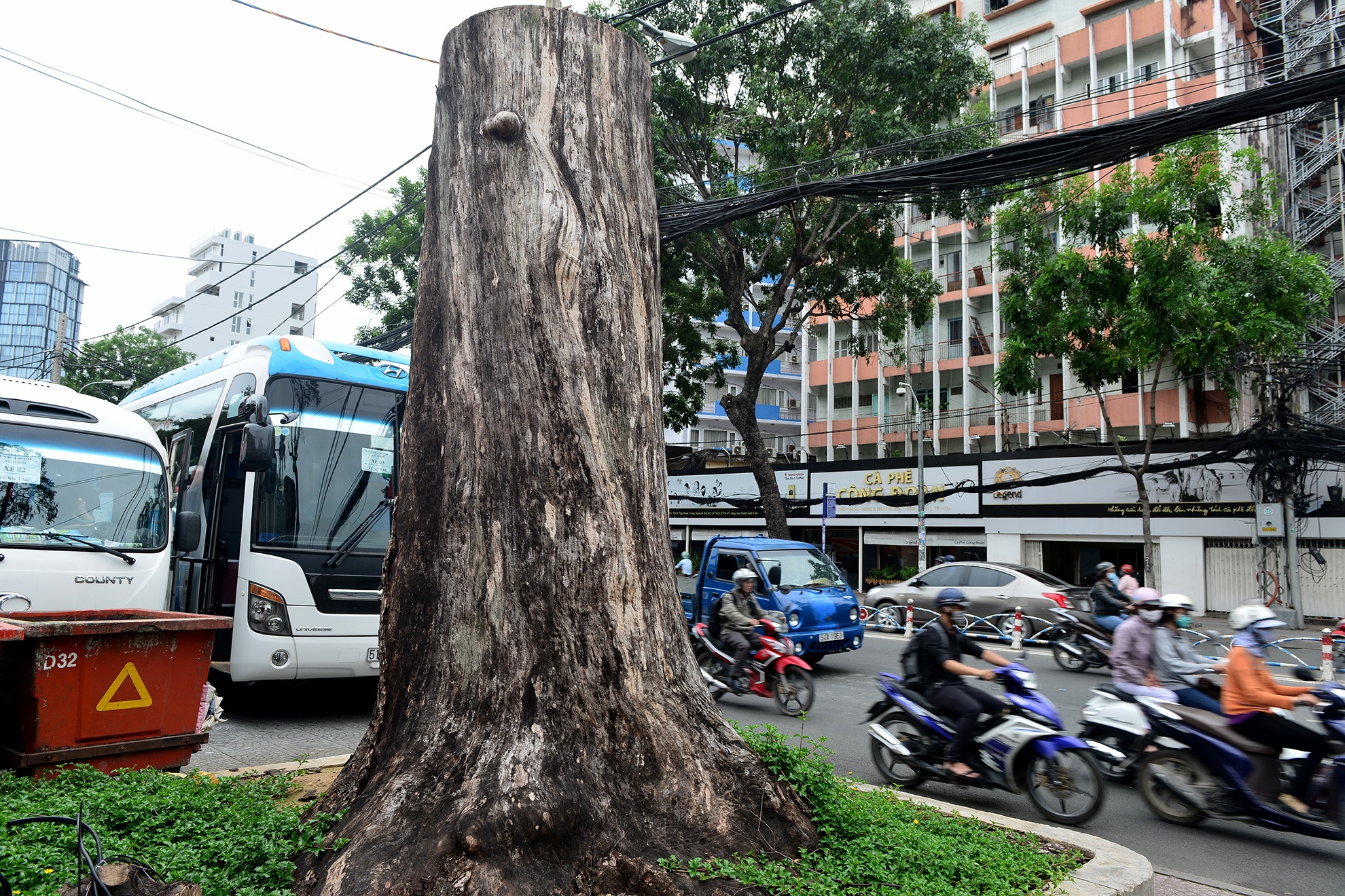 cay xanh chet bat thuong o Sai Gon anh 8