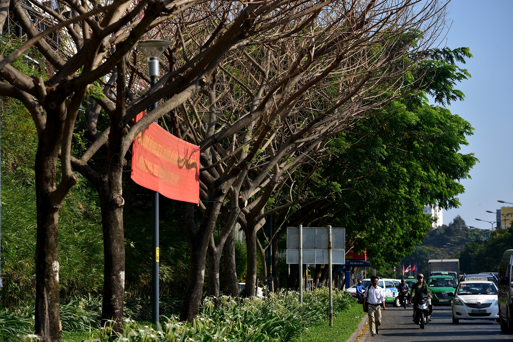 cay xanh chet bat thuong o Sai Gon anh 9