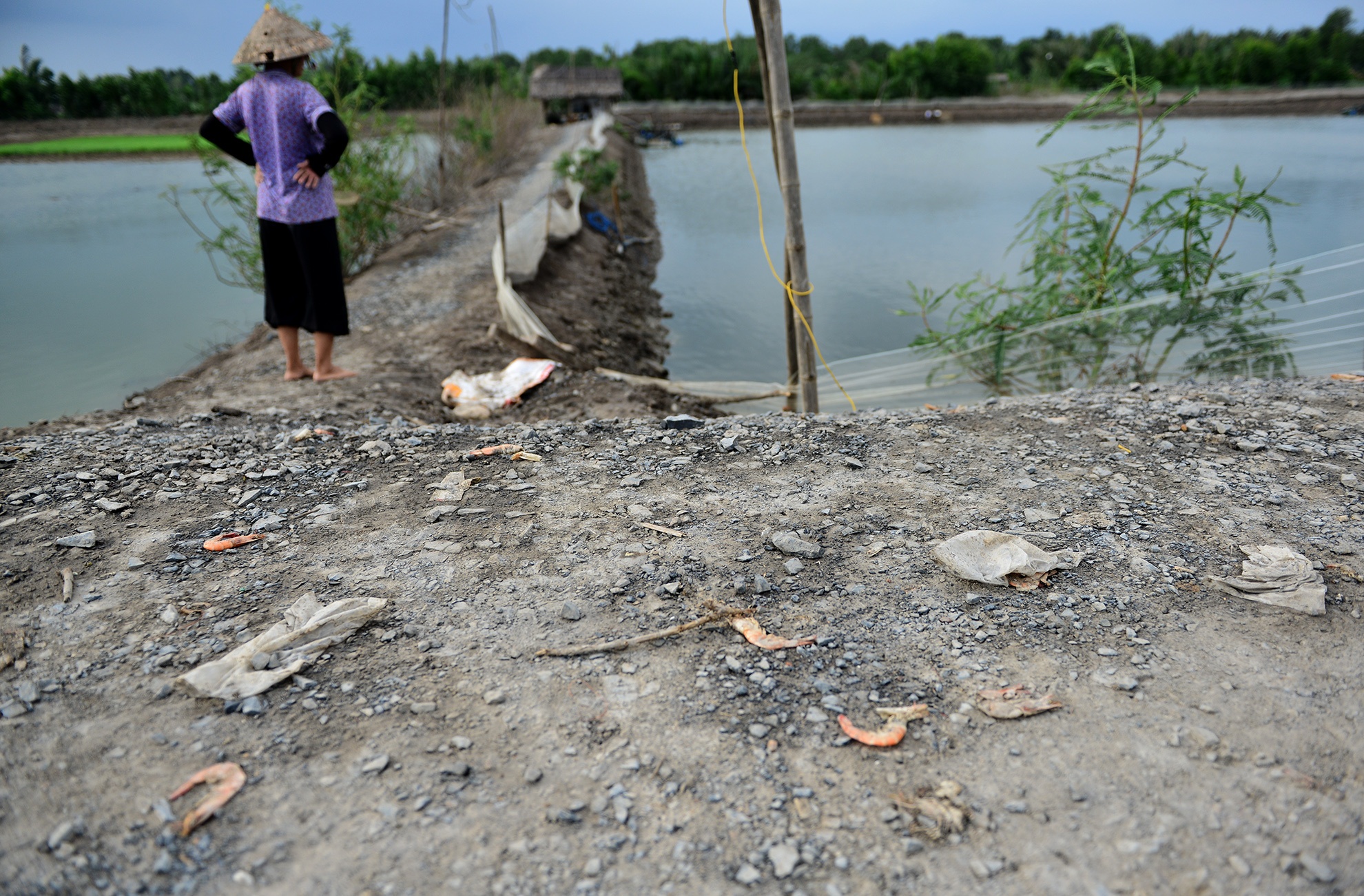 dan kho so vi bai rac Da Phuoc anh 14
