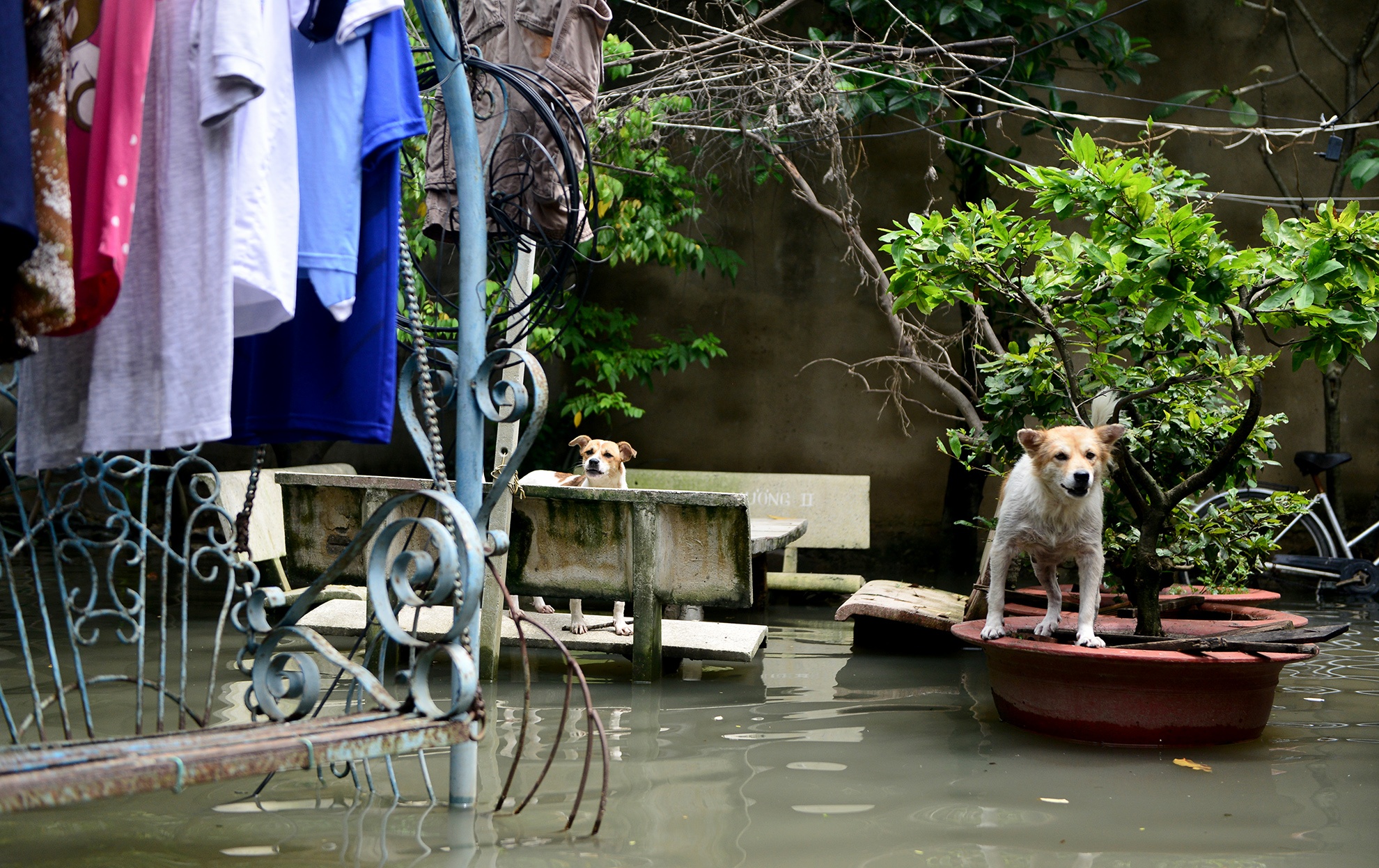 nuoc ngap o Sai Gon anh 11