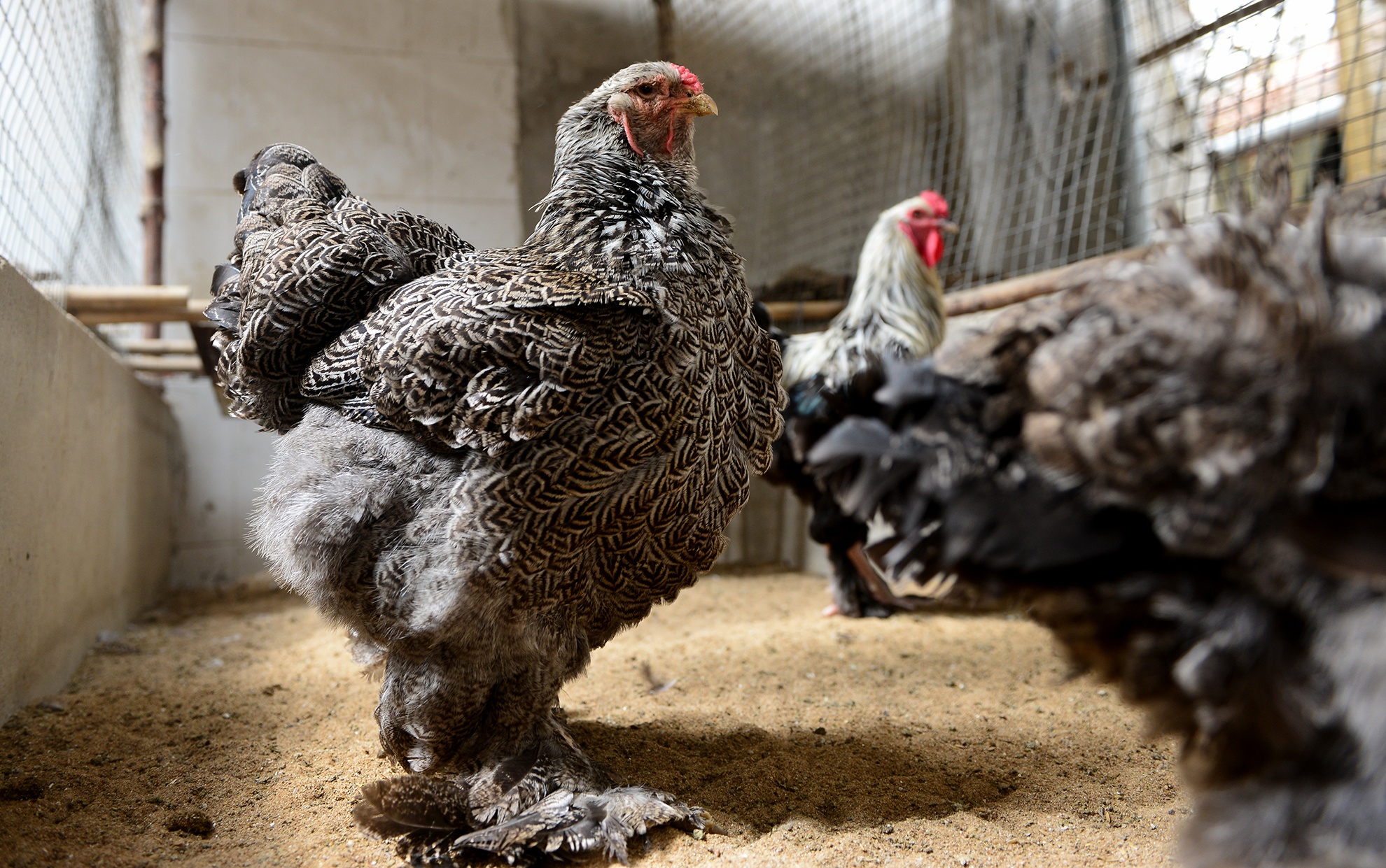 cap ga Dong Tao chan khung gia tram trieu anh 15