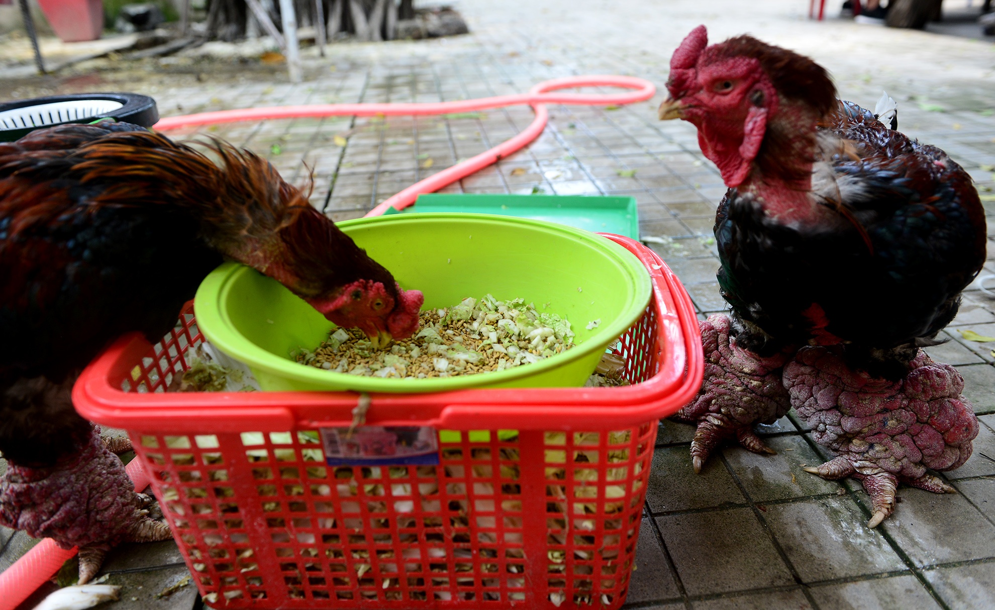 cap ga Dong Tao chan khung gia tram trieu anh 9