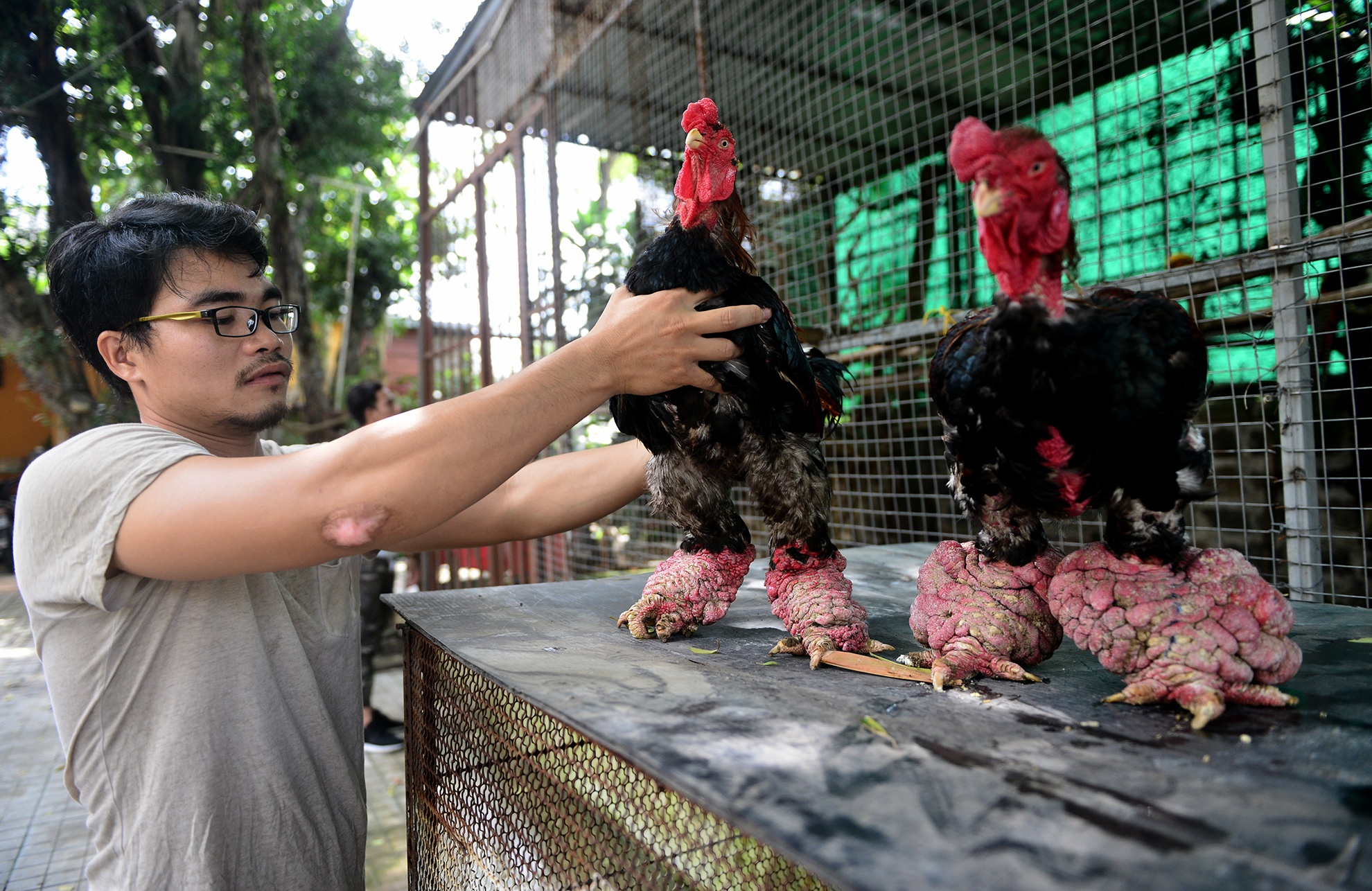 cap ga Dong Tao chan khung gia tram trieu anh 1
