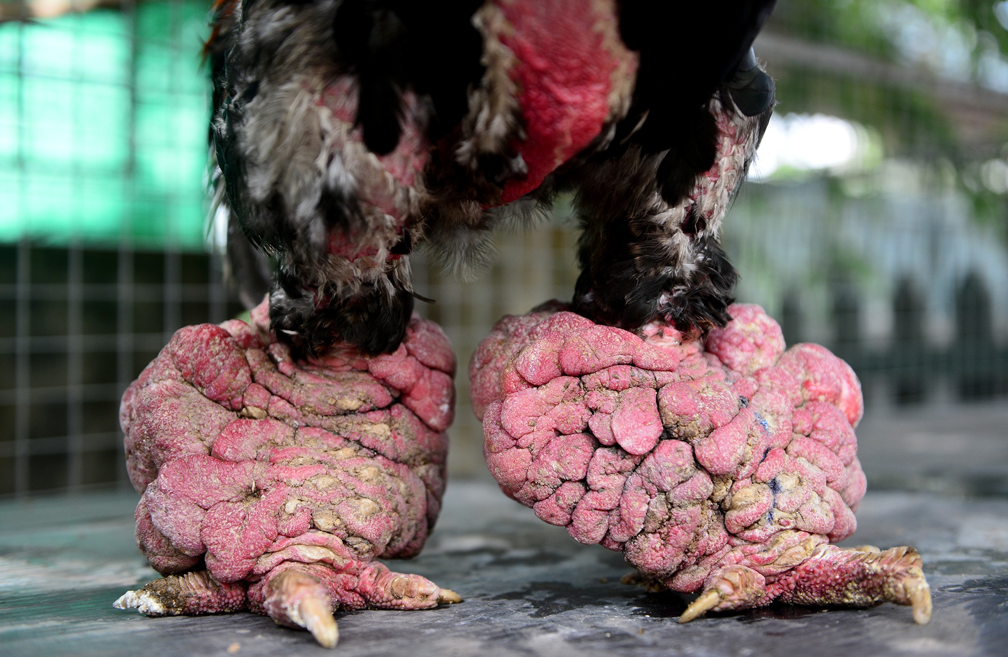 Cap ga Dong Tao gia 100 trieu dong hinh anh