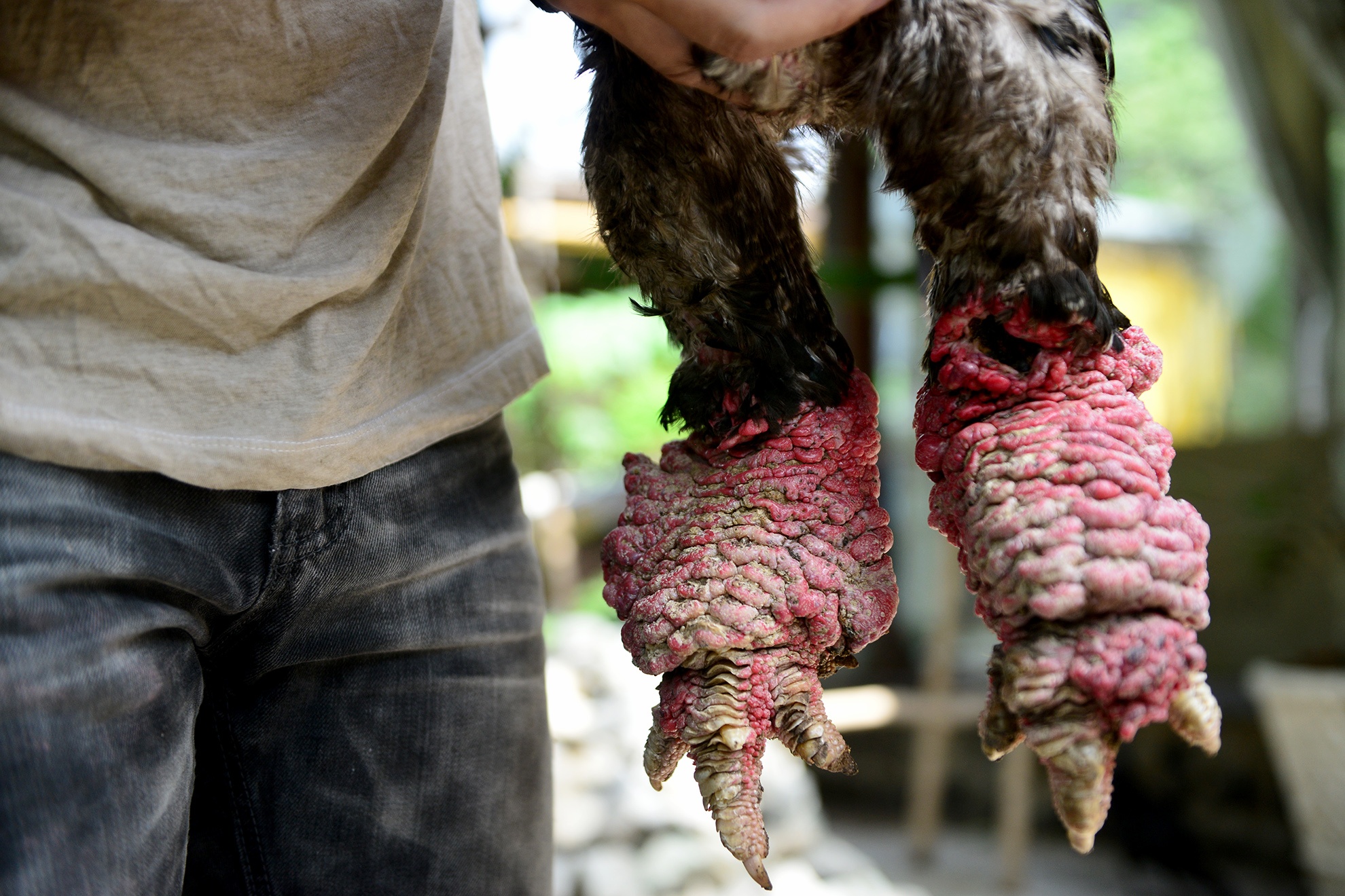cap ga Dong Tao chan khung gia tram trieu anh 8