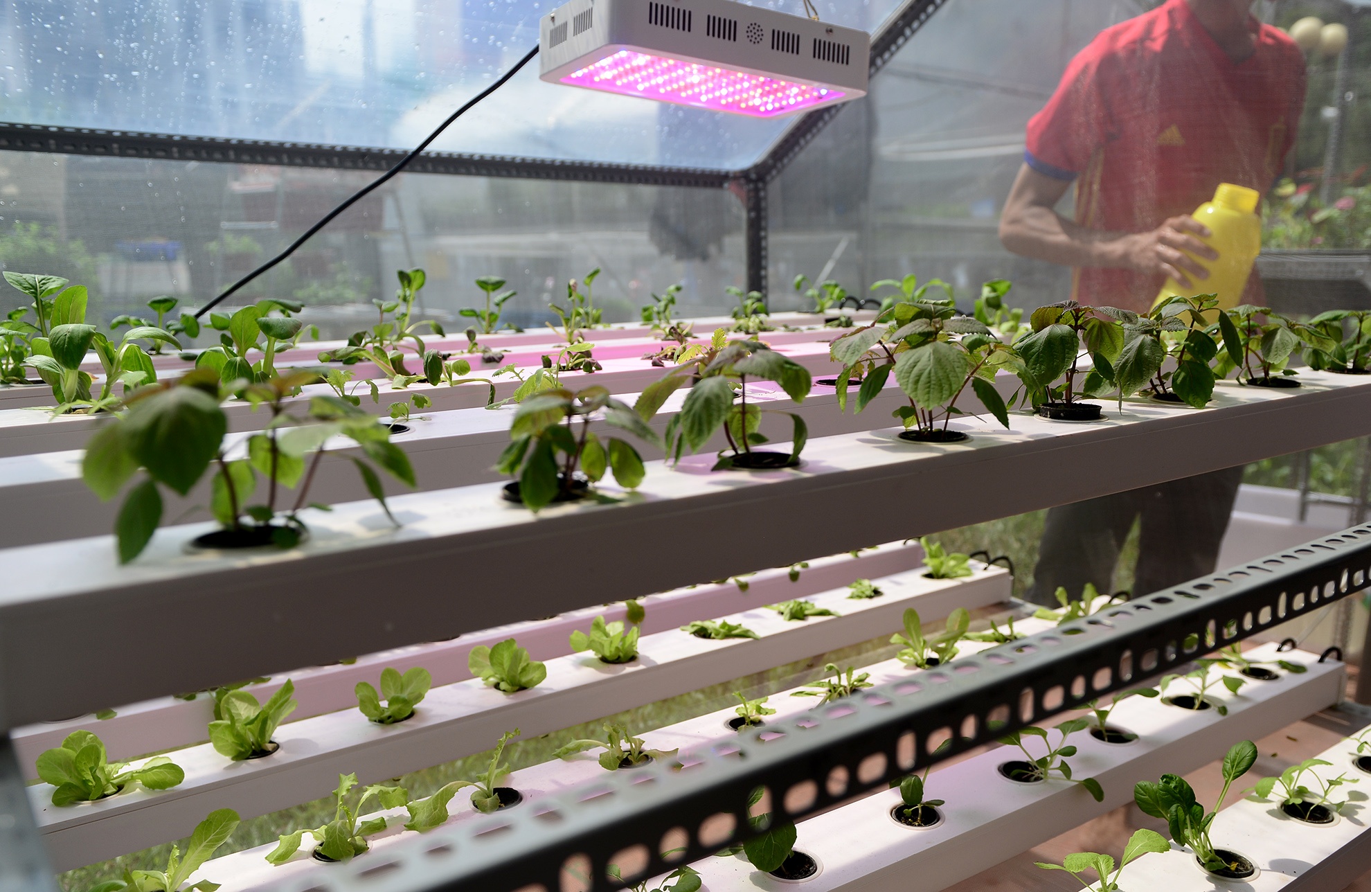 chuoi khong lo tai hoi cho nong nghiep o TP.HCM anh 1