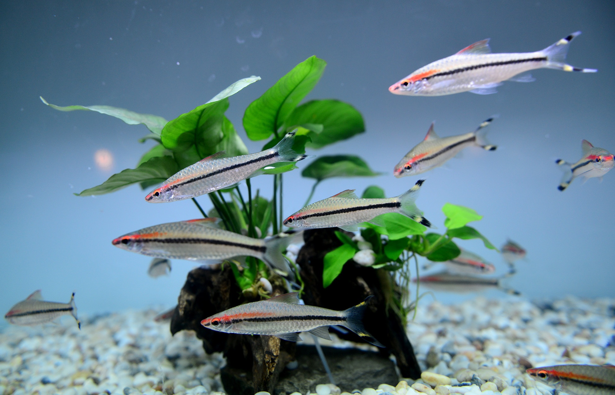 chuoi khong lo tai hoi cho nong nghiep o TP.HCM anh 12