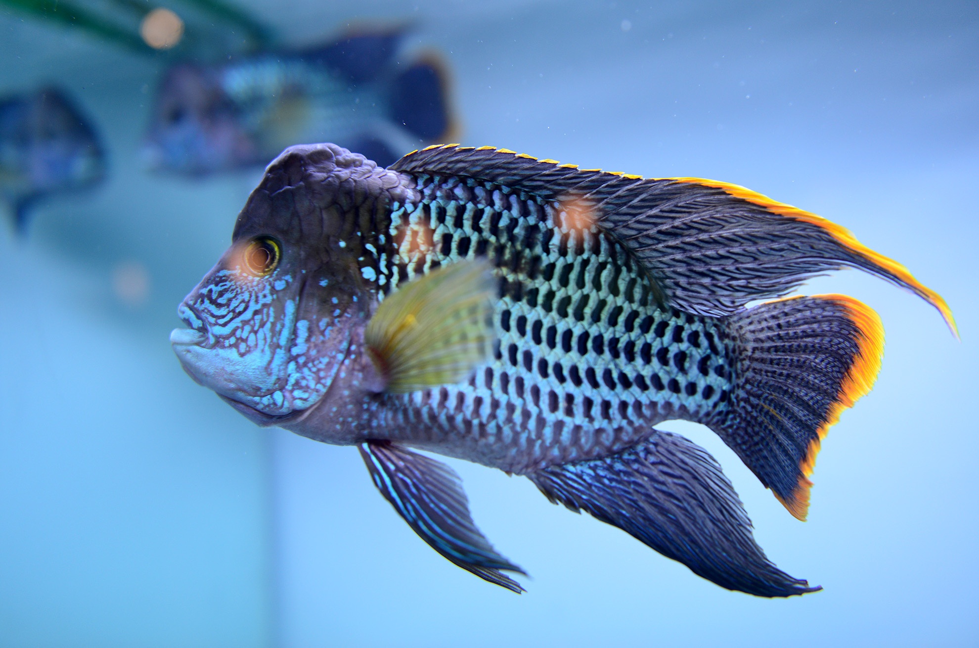 chuoi khong lo tai hoi cho nong nghiep o TP.HCM anh 13