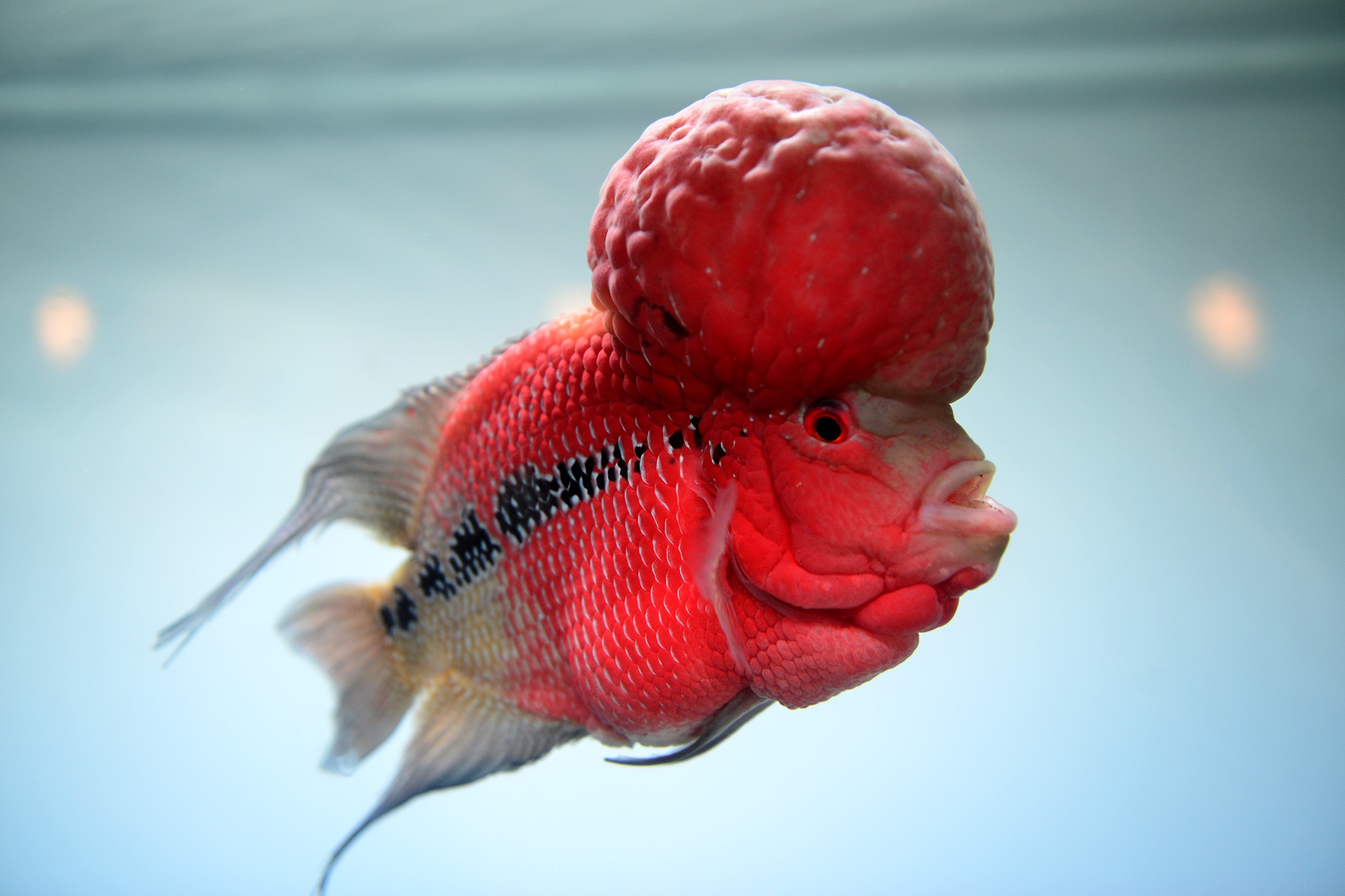 chuoi khong lo tai hoi cho nong nghiep o TP.HCM anh 14