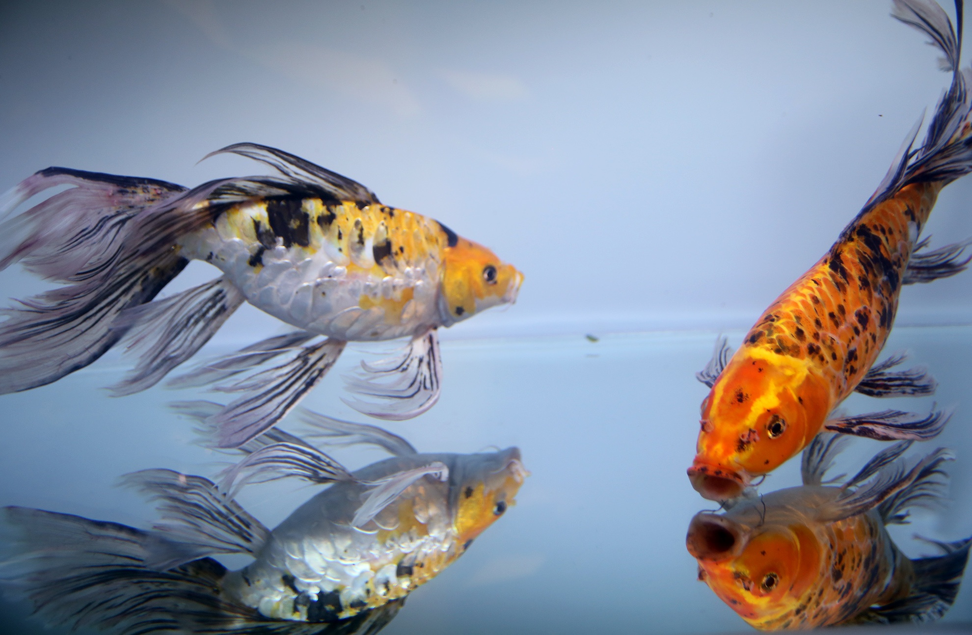 chuoi khong lo tai hoi cho nong nghiep o TP.HCM anh 15