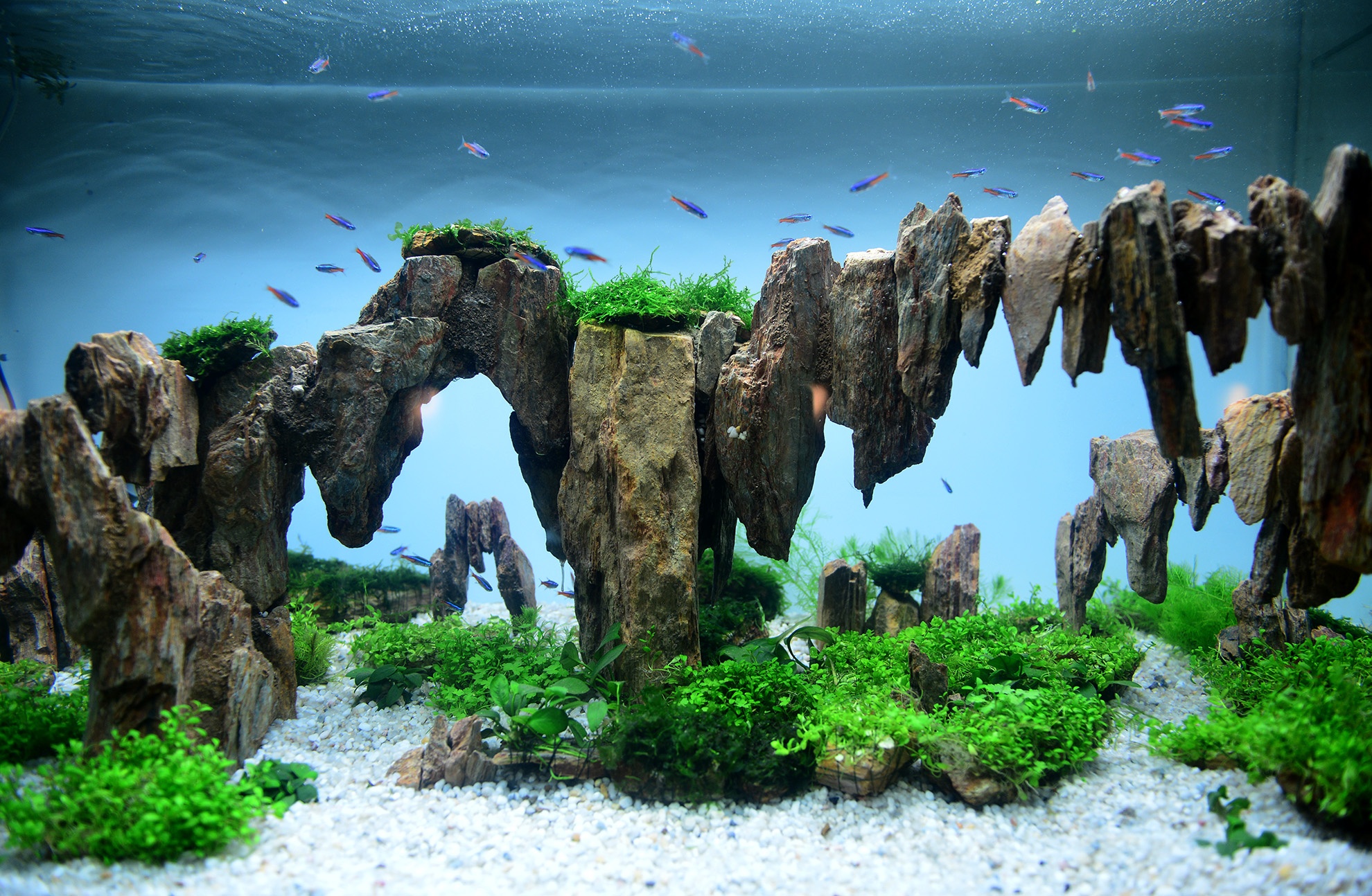 chuoi khong lo tai hoi cho nong nghiep o TP.HCM anh 16