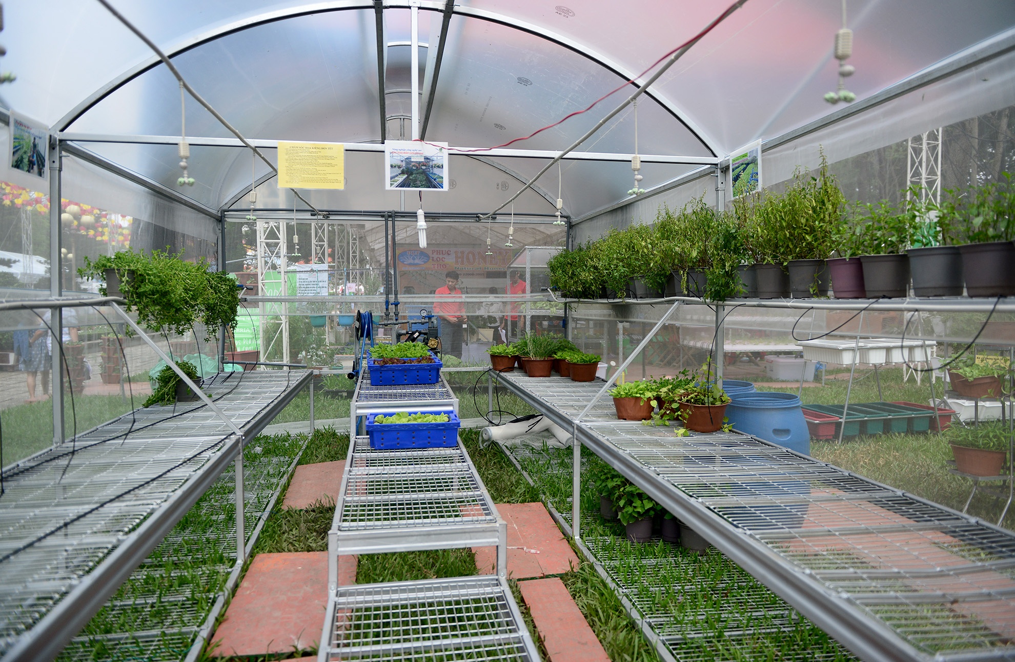 chuoi khong lo tai hoi cho nong nghiep o TP.HCM anh 2