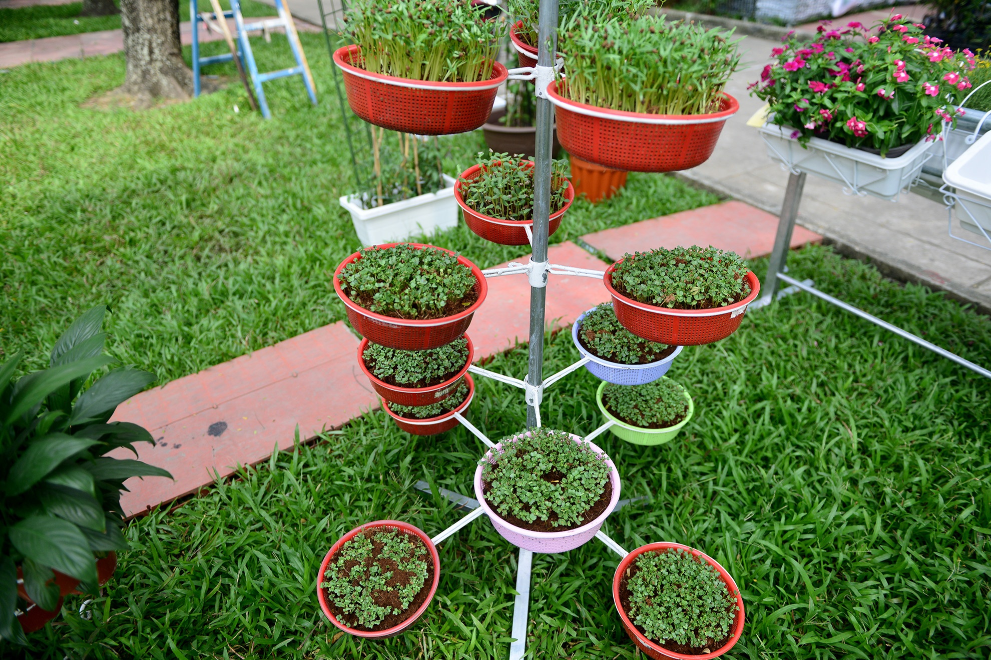 chuoi khong lo tai hoi cho nong nghiep o TP.HCM anh 3