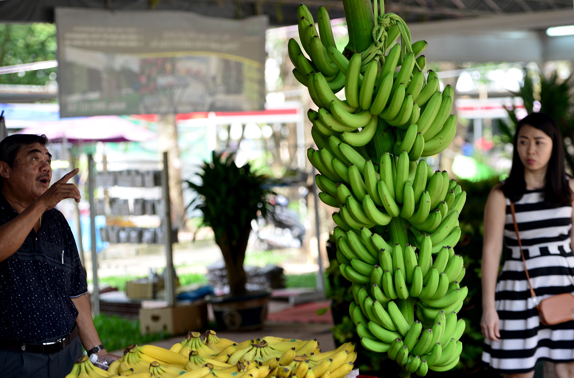 chuoi khong lo tai hoi cho nong nghiep o TP.HCM anh 4