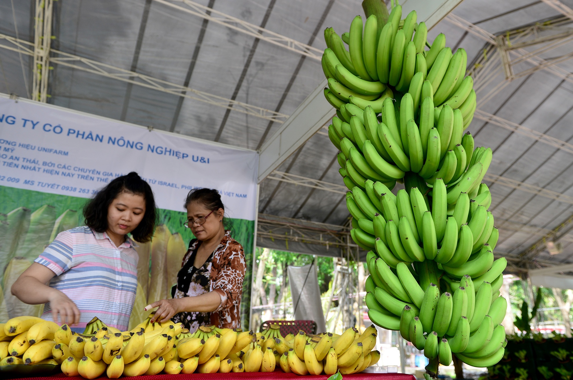 chuoi khong lo tai hoi cho nong nghiep o TP.HCM anh 5