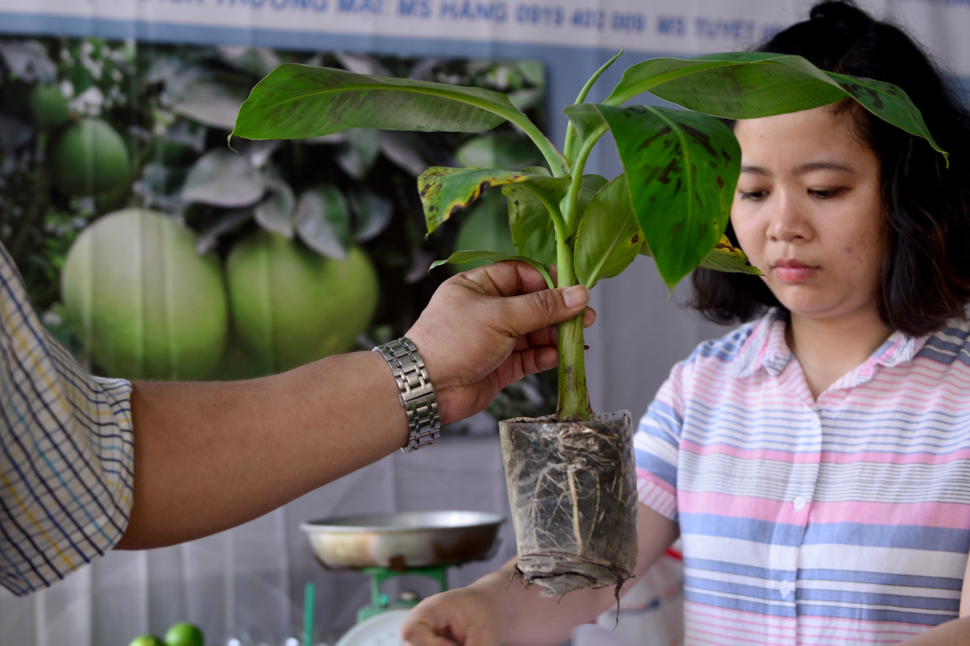 chuoi khong lo tai hoi cho nong nghiep o TP.HCM anh 7