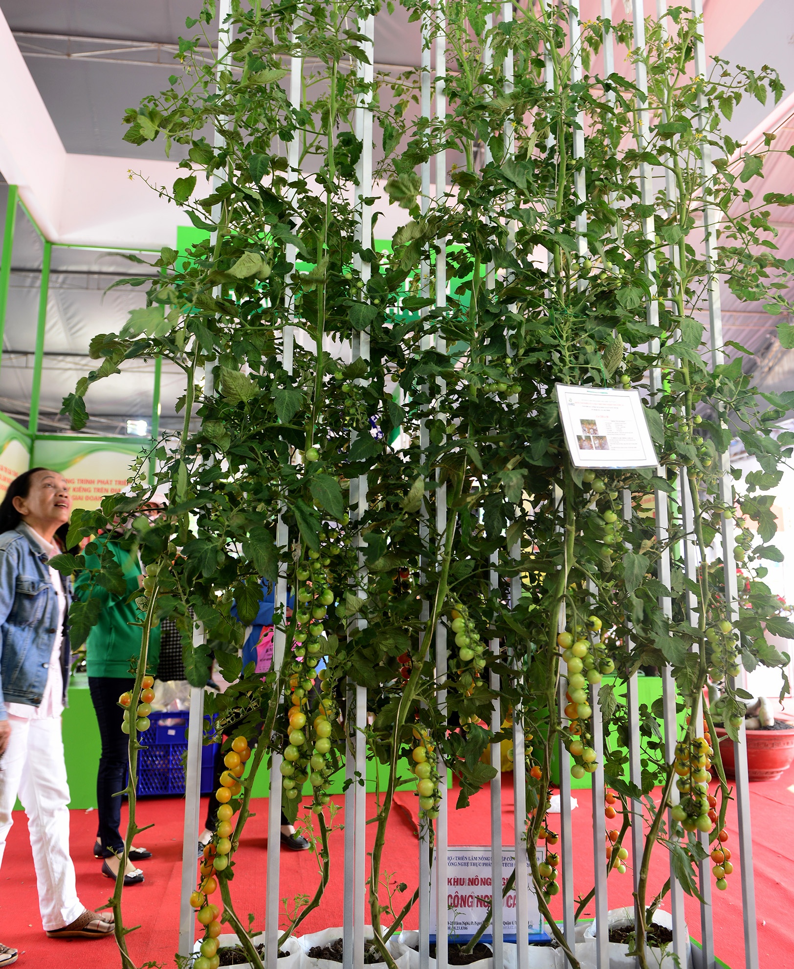 chuoi khong lo tai hoi cho nong nghiep o TP.HCM anh 8