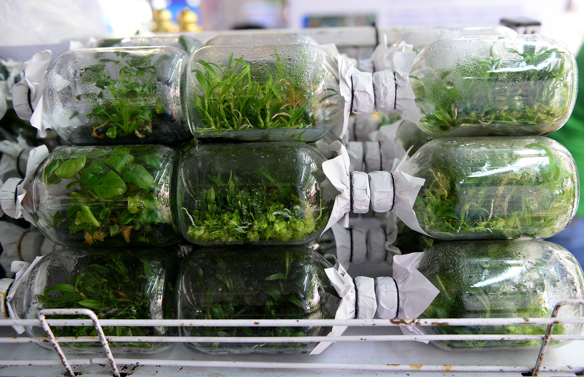 chuoi khong lo tai hoi cho nong nghiep o TP.HCM anh 9