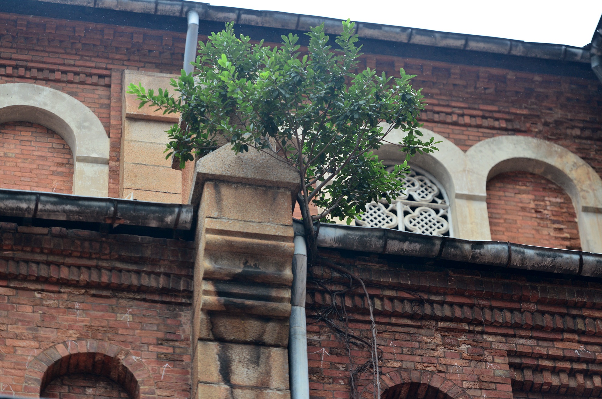 trung tu nha tho Duc Ba dang xuong cap anh 17