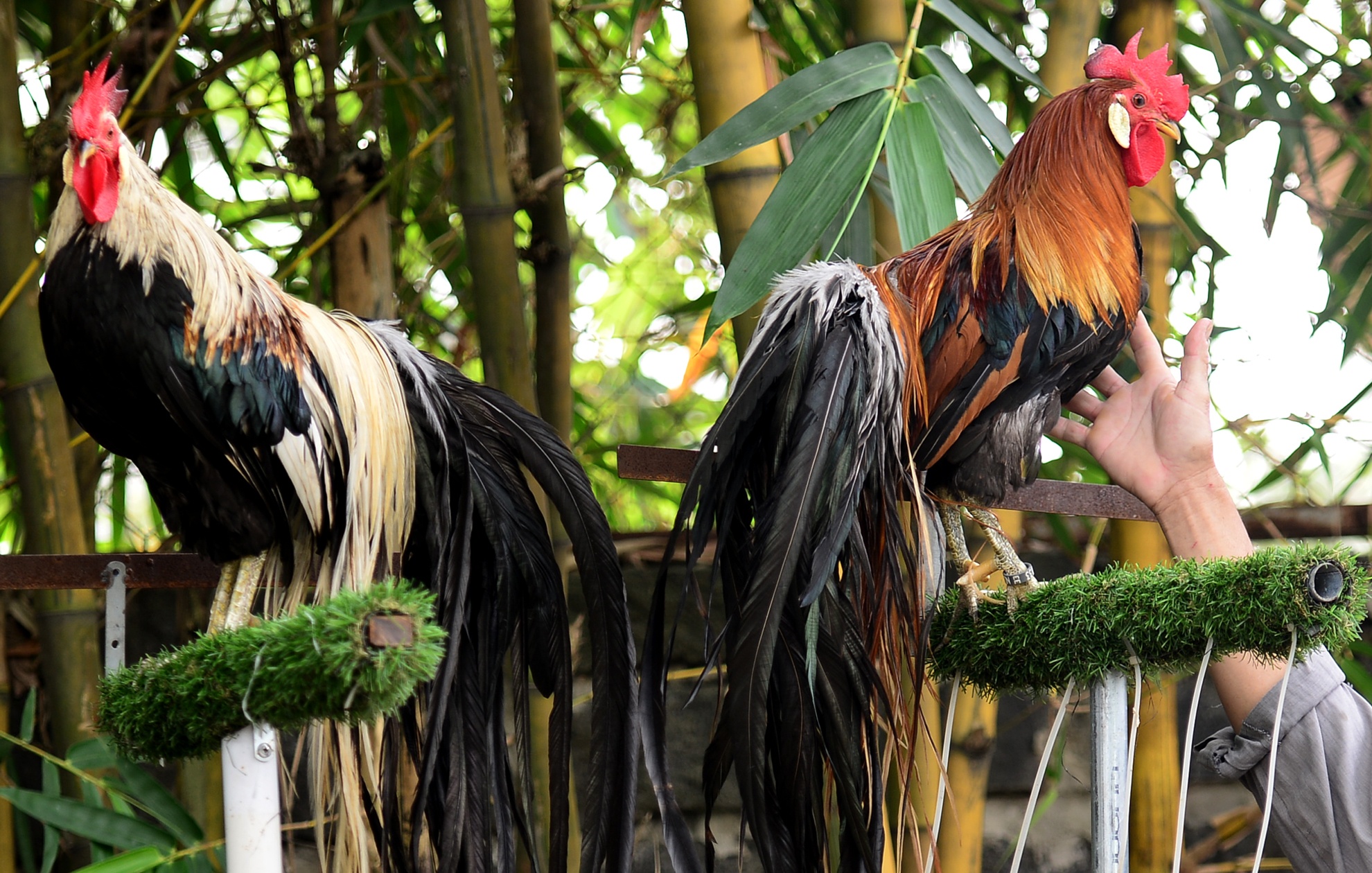 Can canh duoi dai gan 2 m cua giong ga quy nhap tu Nhat Ban hinh anh