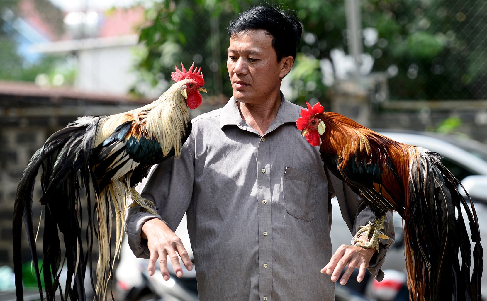 Cap ga Nhat Ban duoi dai gia 65 trieu dong choi Tet hinh anh